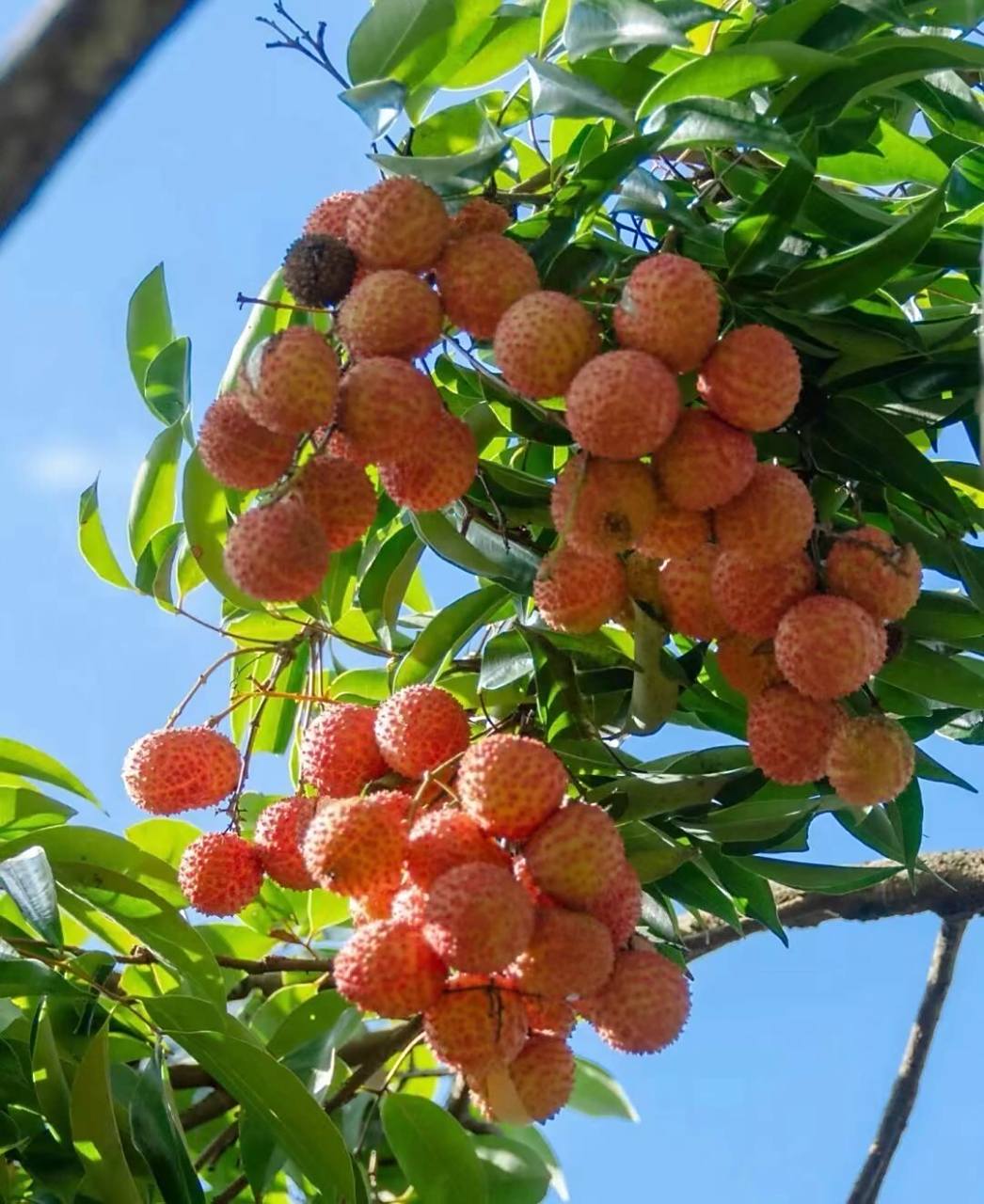 广西灵山荔枝 想61想不69吃?