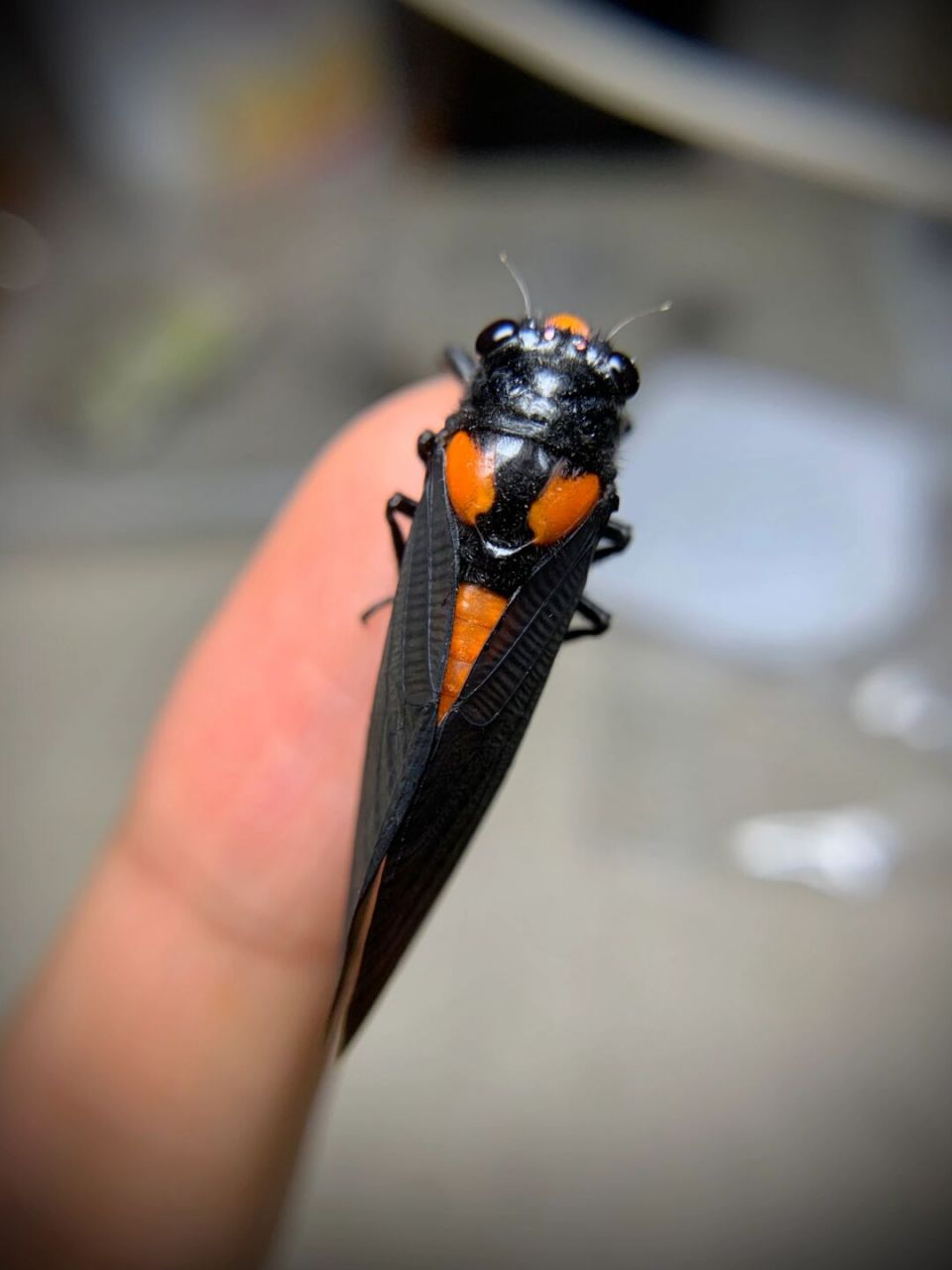 小红脸～ 黑翅红蝉,体型很小,十分可爱,但这种知了不能食用,含有斑蝥