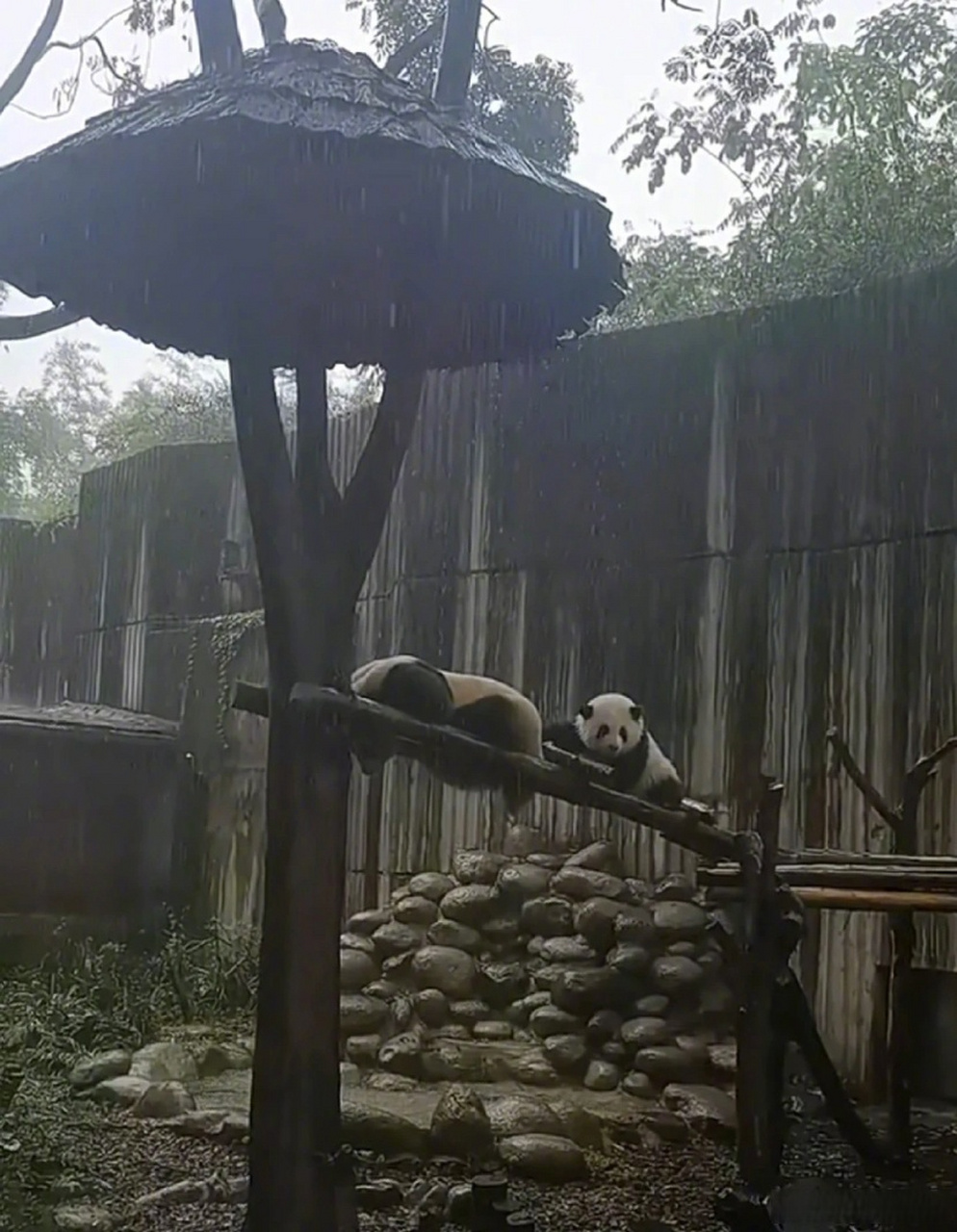 下雨天大熊猫躲雨图鉴,小胖达们的智商真的旱的旱,涝的涝哈哈哈哈哈