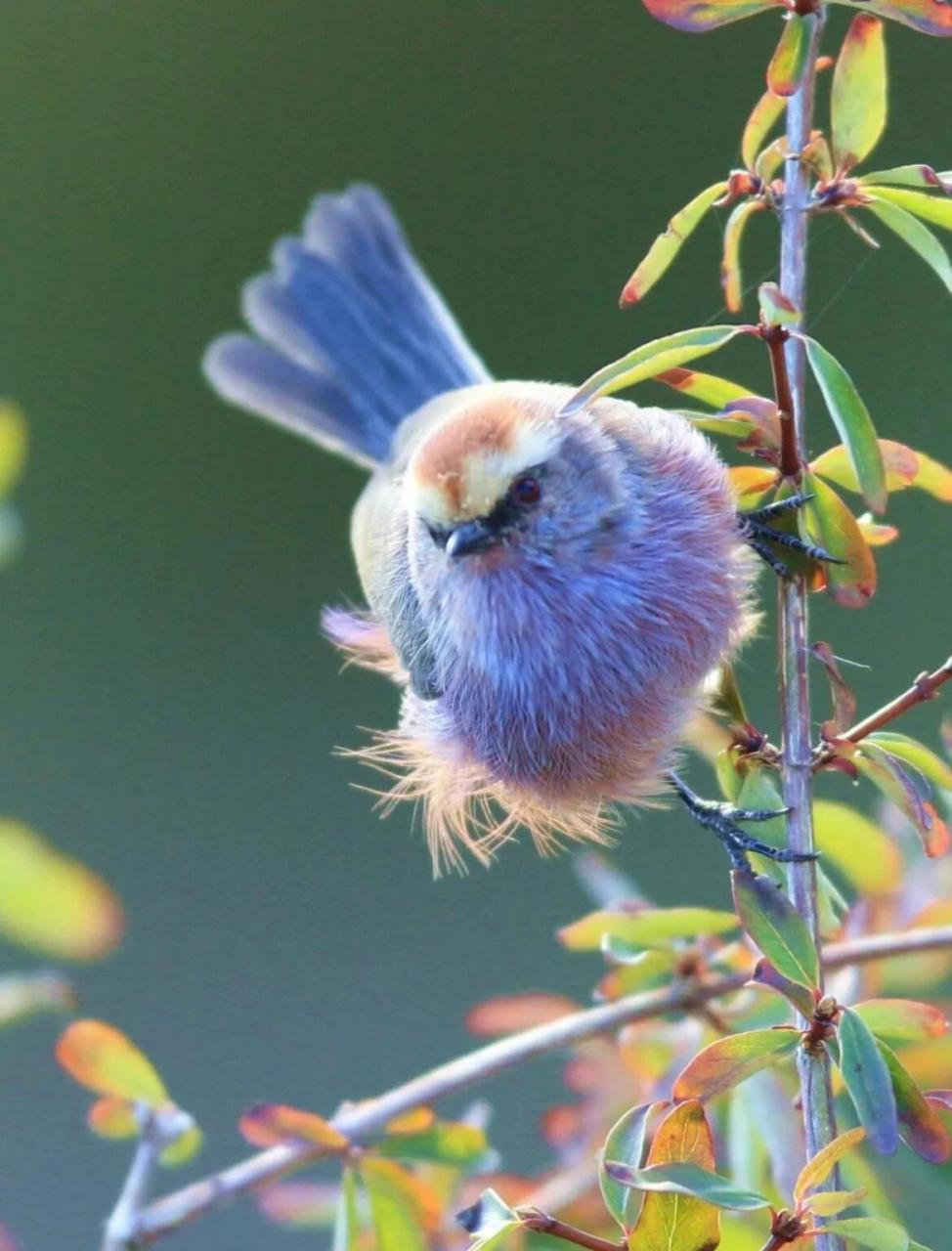 世界上最美的雀|花彩雀莺 中文学名:花彩雀莺 外文名:white-browed