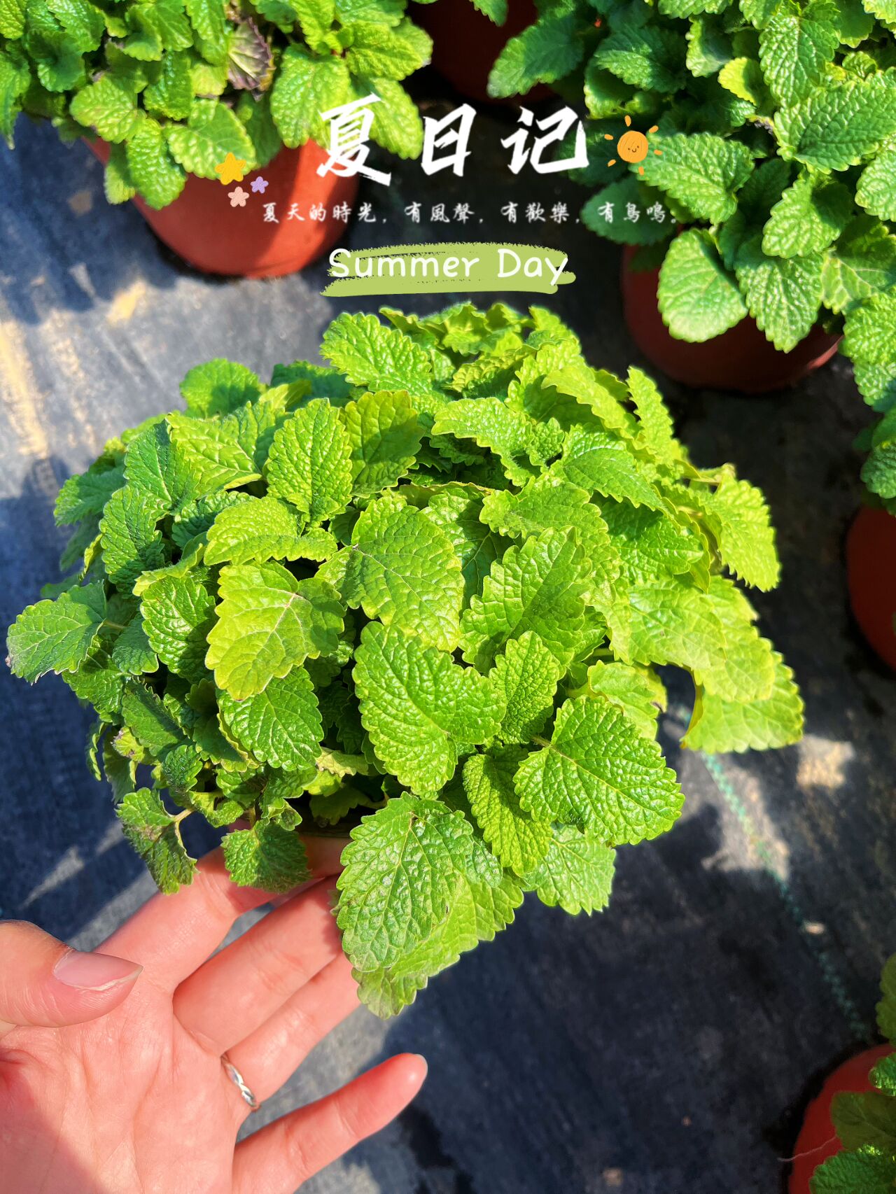 灵丹妙药—柠檬香蜂草 形态特征 多年生草本,植株高约30~ 50公分,根系