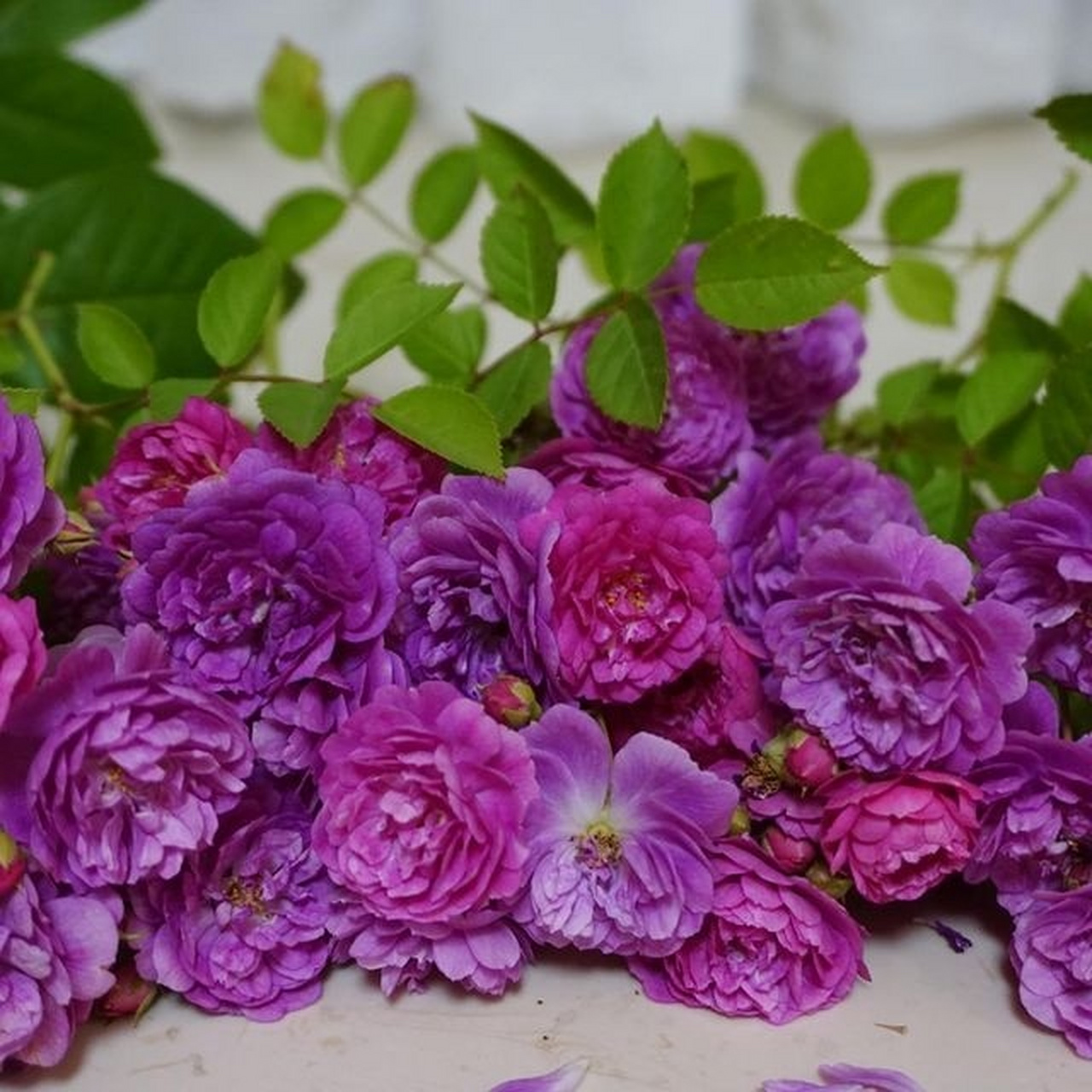 美国月季 95甜蜜马车95 美国月季 95甜蜜马车95 美国穆尔微月