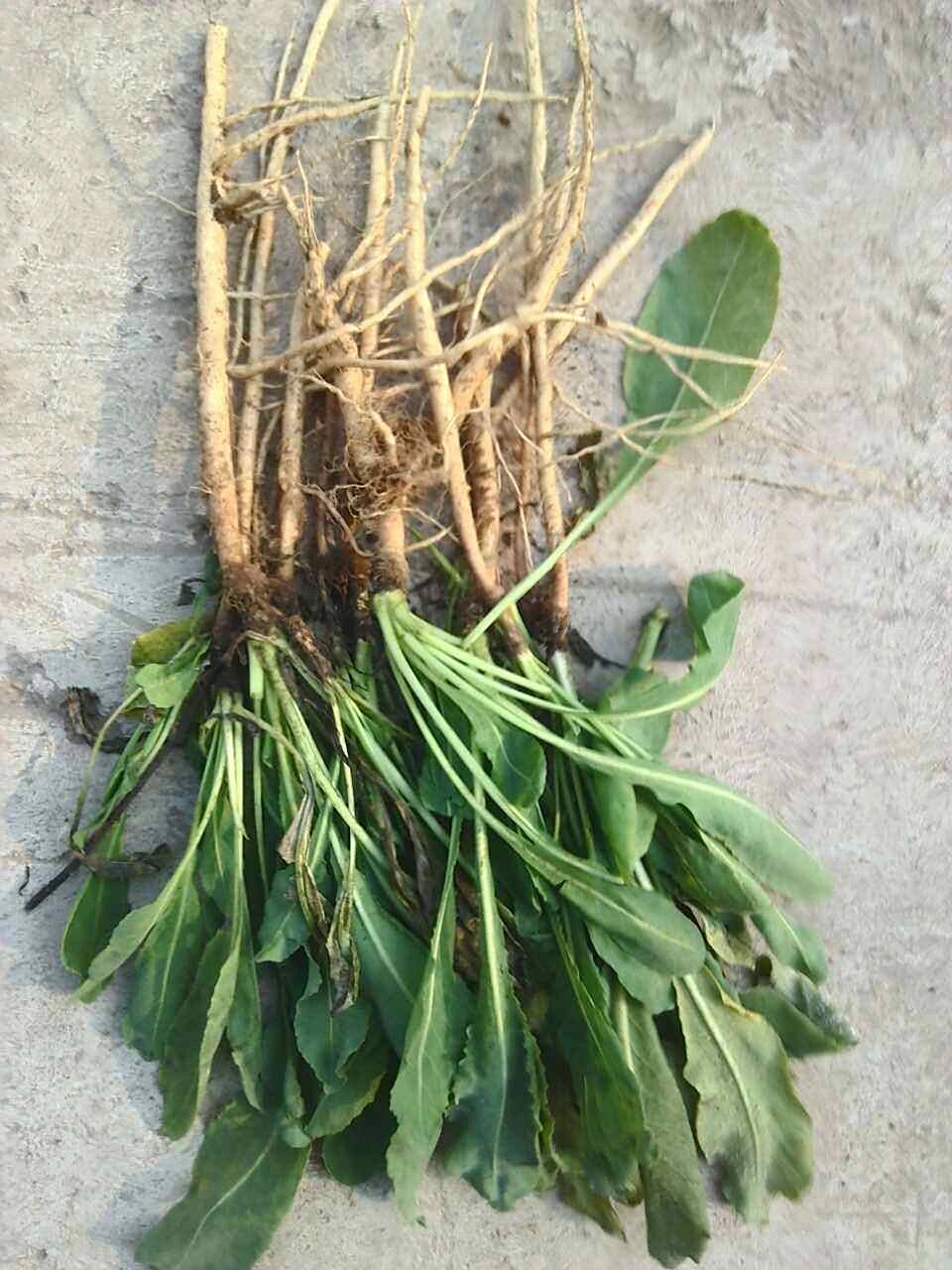 中草药科普——板蓝根 板蓝根是中药中的植物药,为十字花科植物菘蓝的