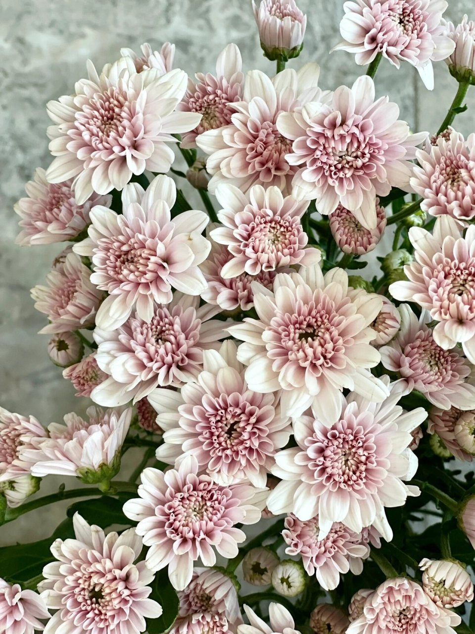 汉城粉 小雏菊 令人无法不爱的一款 94汉城粉～中型花多头菊.