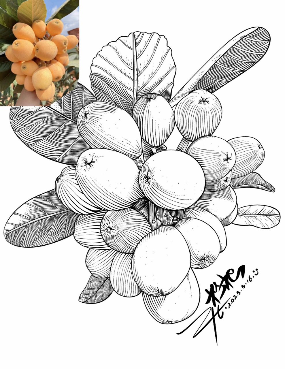 水果写生之:枇杷:线描素材详细步骤分享 现在每天上午不上课自己可以