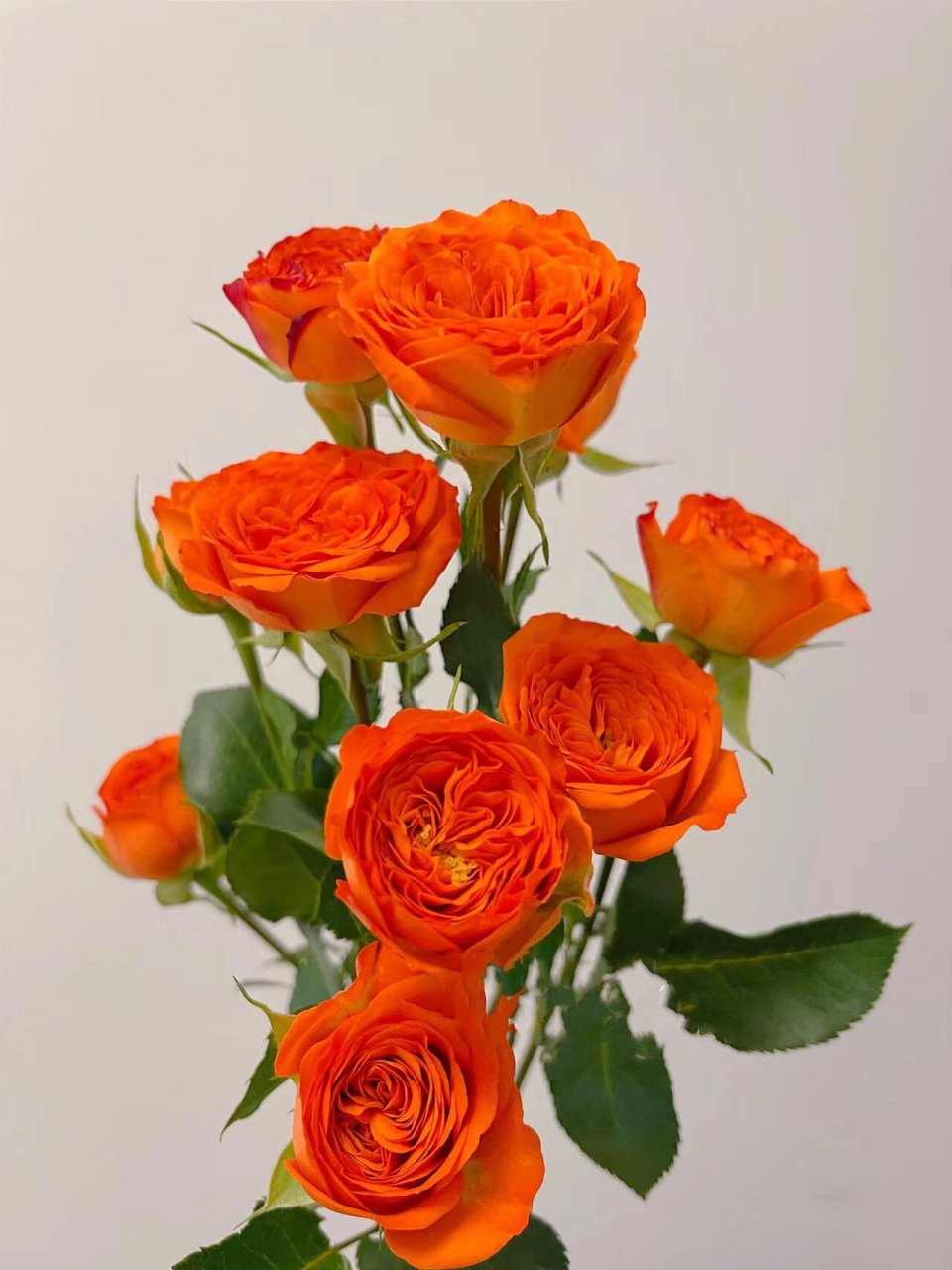 『12』每日识一花【橙色芭比】 橙色芭比:羞涩的告白 78【花语】我