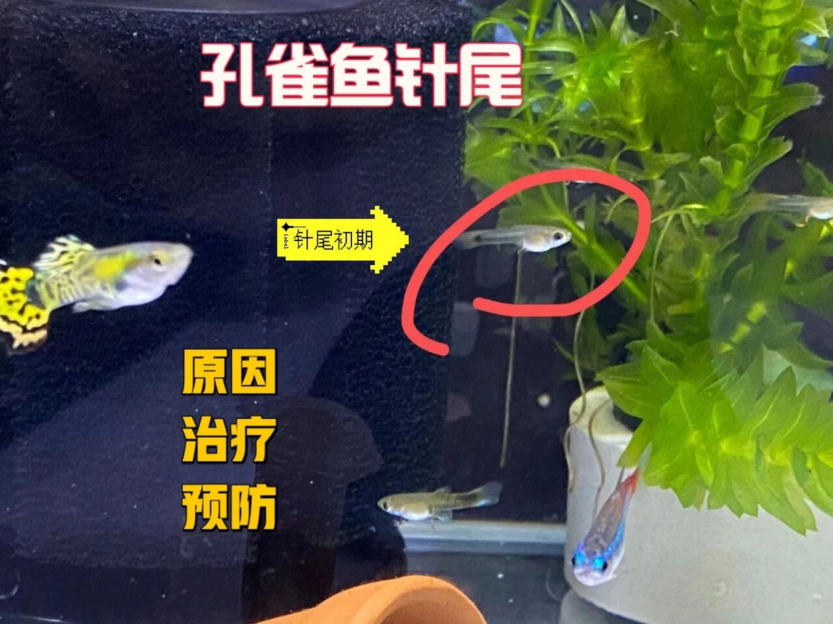 孔雀鱼针尾治疗🔺🔺🔺 针尾病在孔雀鱼的鱼苗养殖过程中最为常