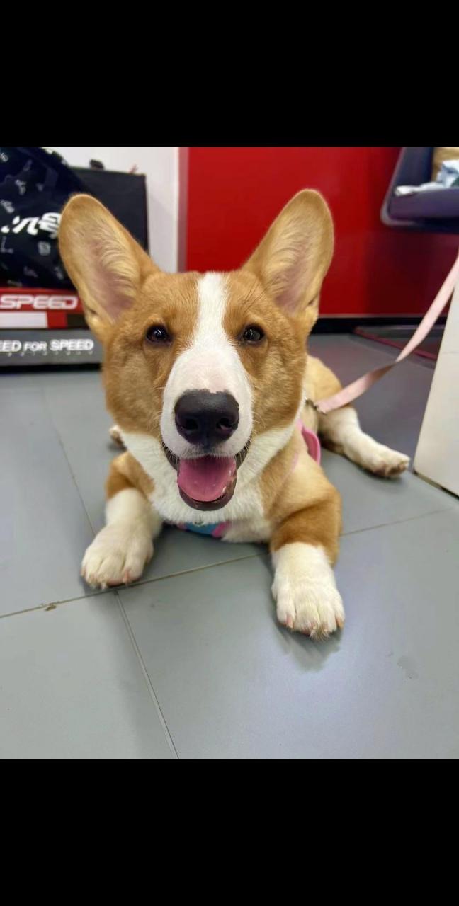 柯基小短腿 谁能拒绝会旺财的修狗 萌到爆炸了 柯基猪 发一张你家修勾