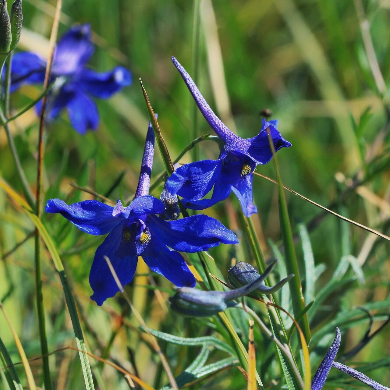 内蒙植物——翠雀 翠雀,毛茛科,翠雀属.