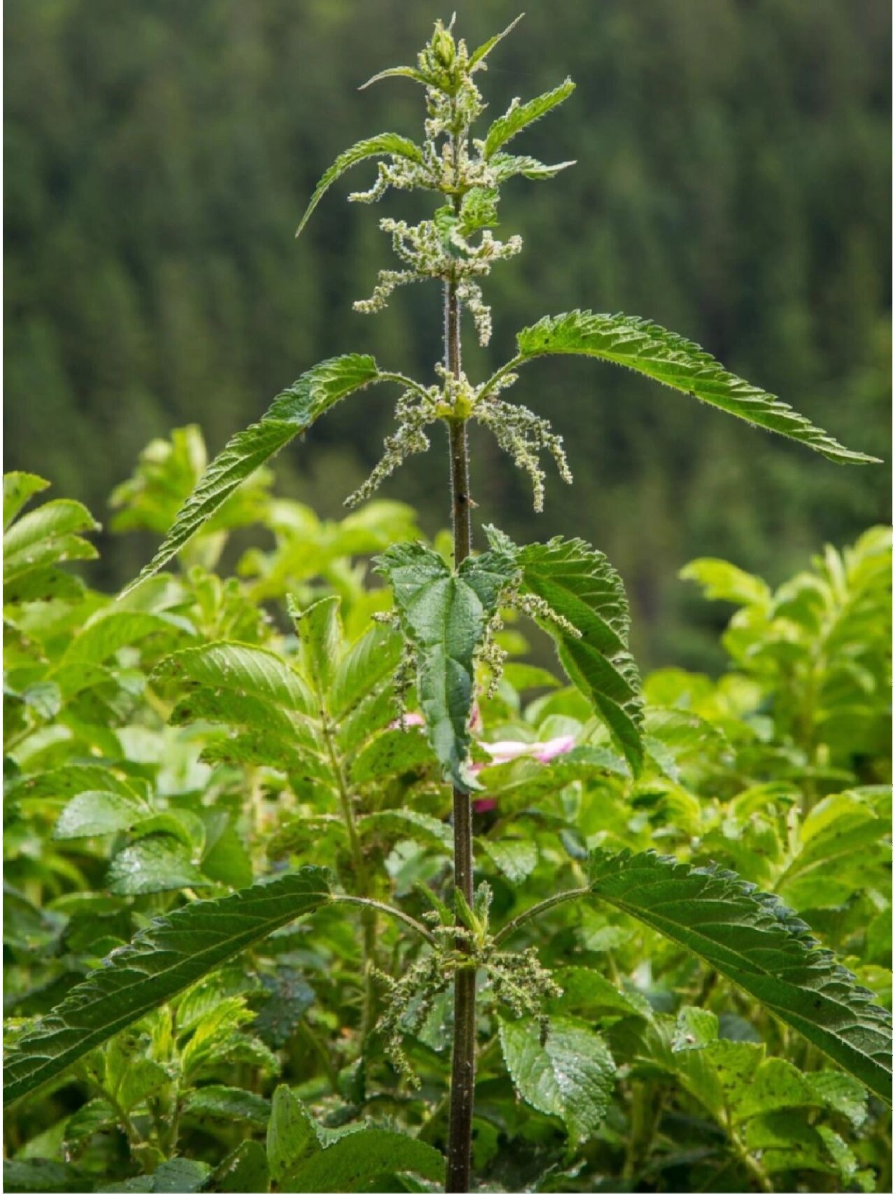 荨麻和地笋相似,采摘地笋的时候带手套,防止误菜荨麻,采错了也不用