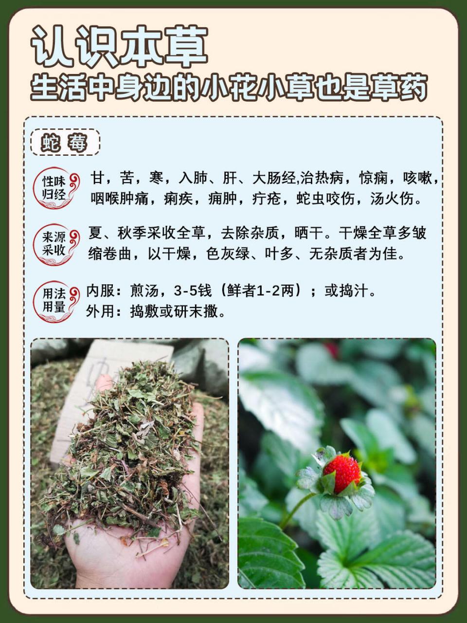 蛇头菌功效图片