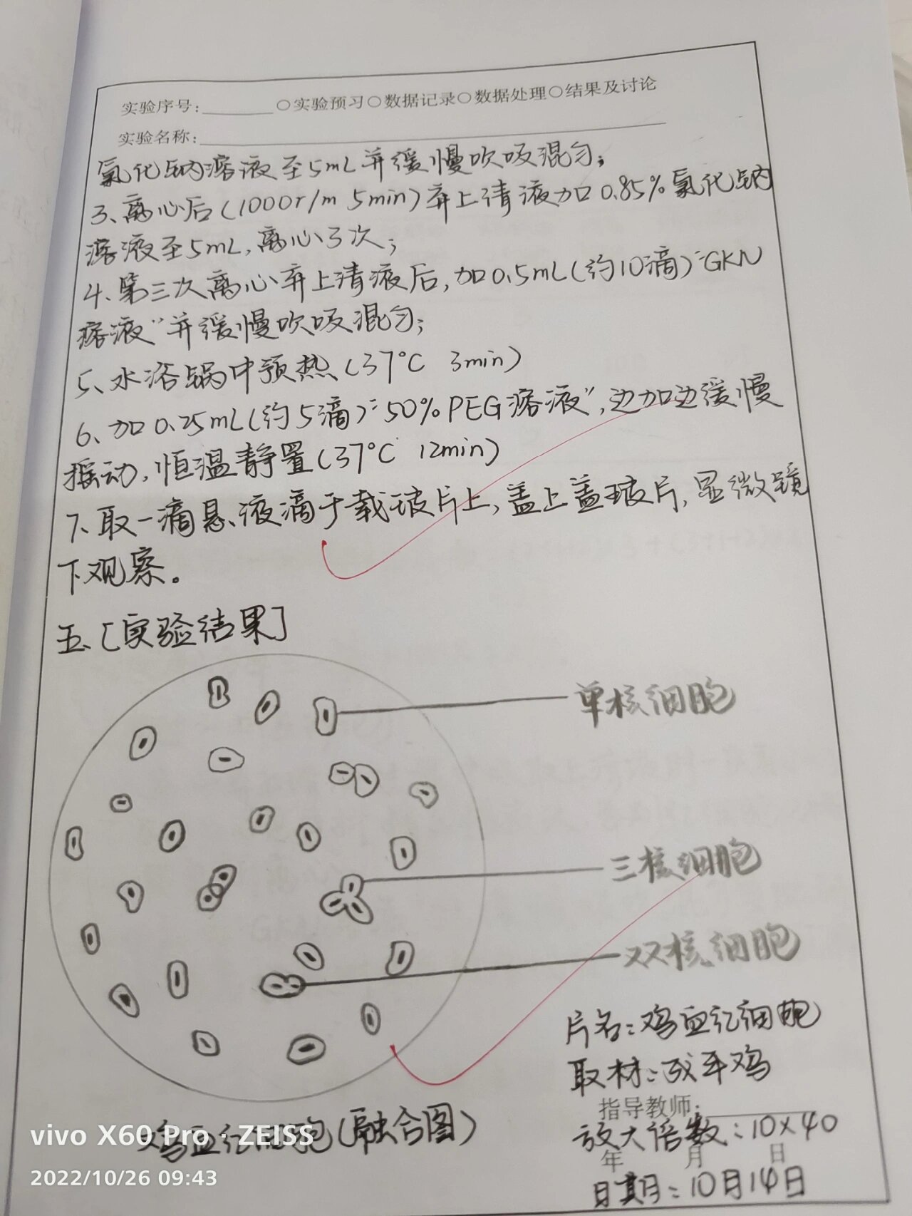 鸡红细胞怎么画图片