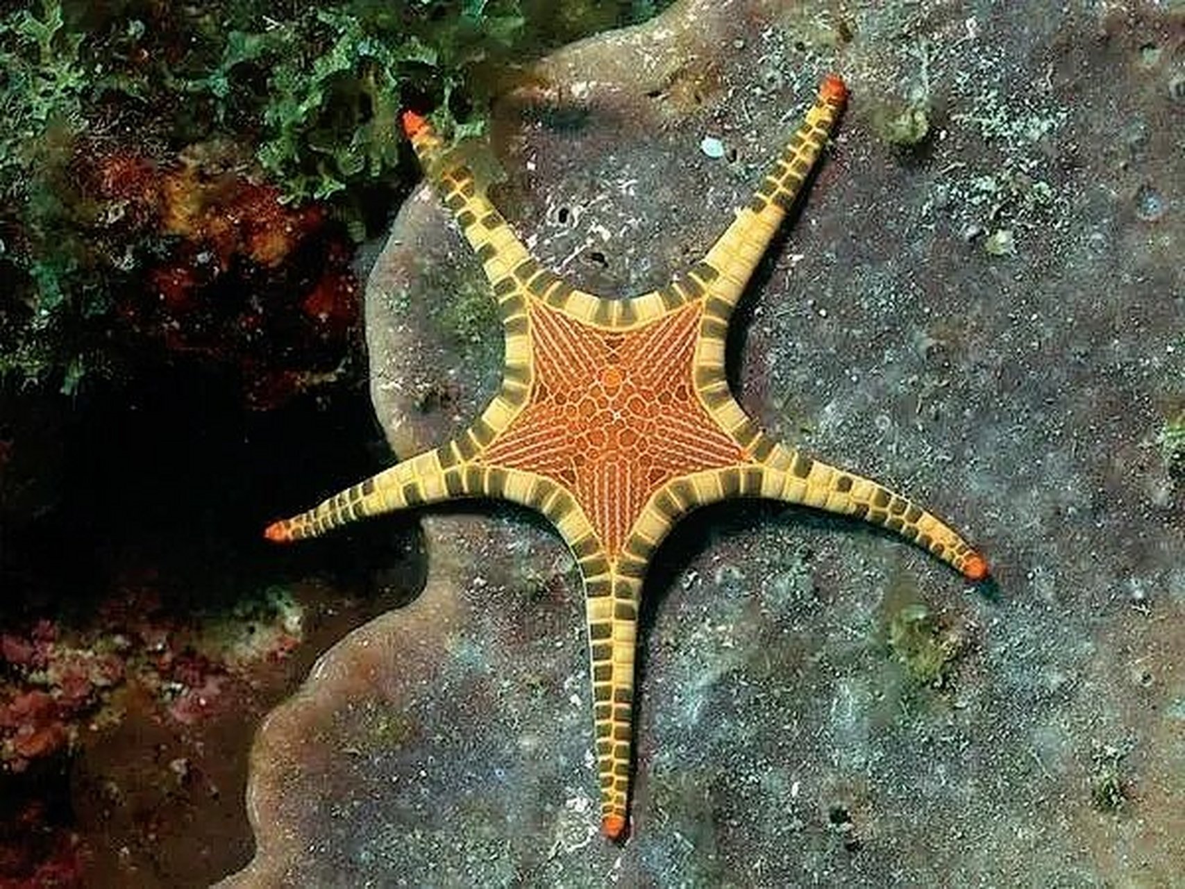 fish pic项链海星是一种宝石状的海星,身上多为红色或橙色图案