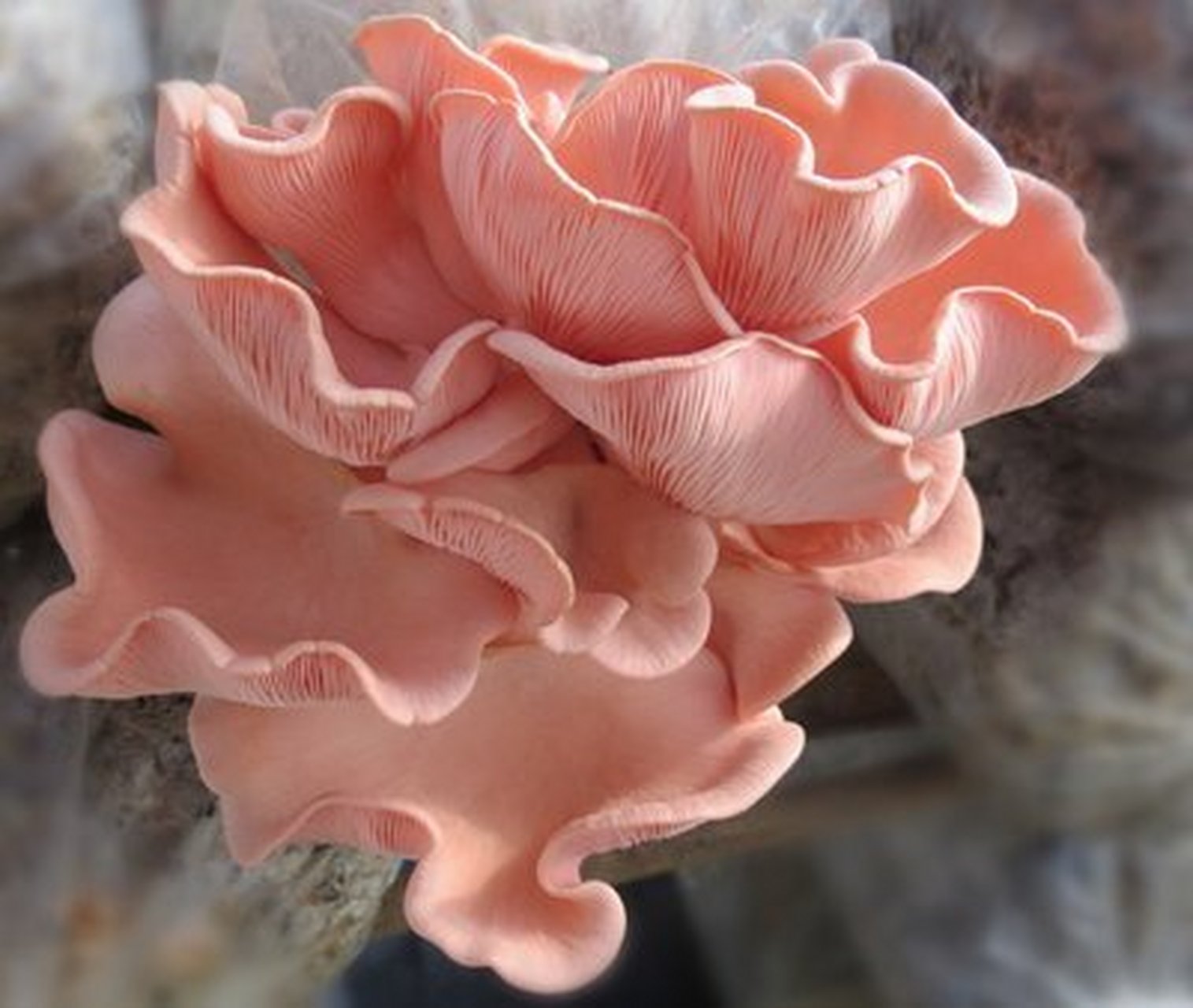 93中文名:桃红侧耳,桃红平菇,红平菇 拉丁学名:pleurotus djamor 目