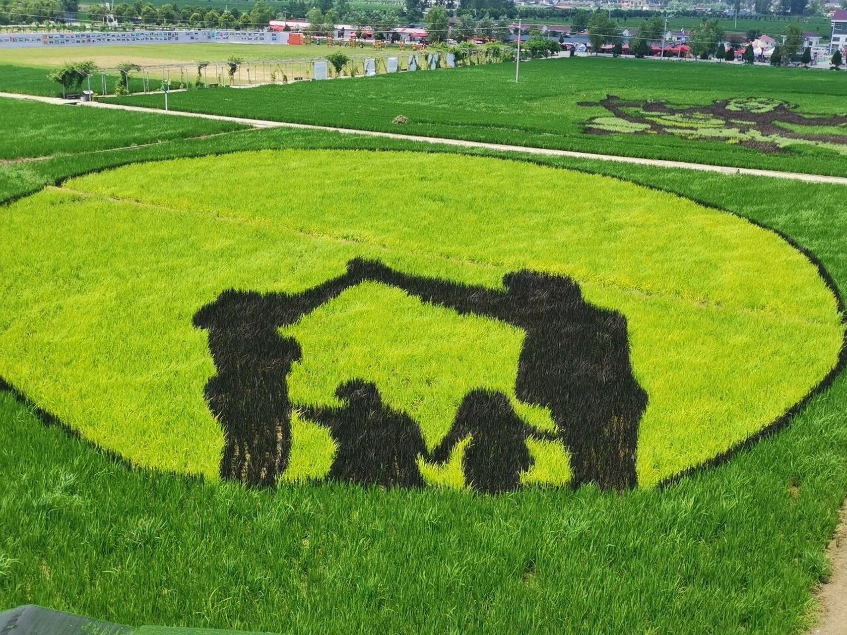 可爱的稻田艺术公园 网红打卡地__确山县留庄稻田公园2021剪影