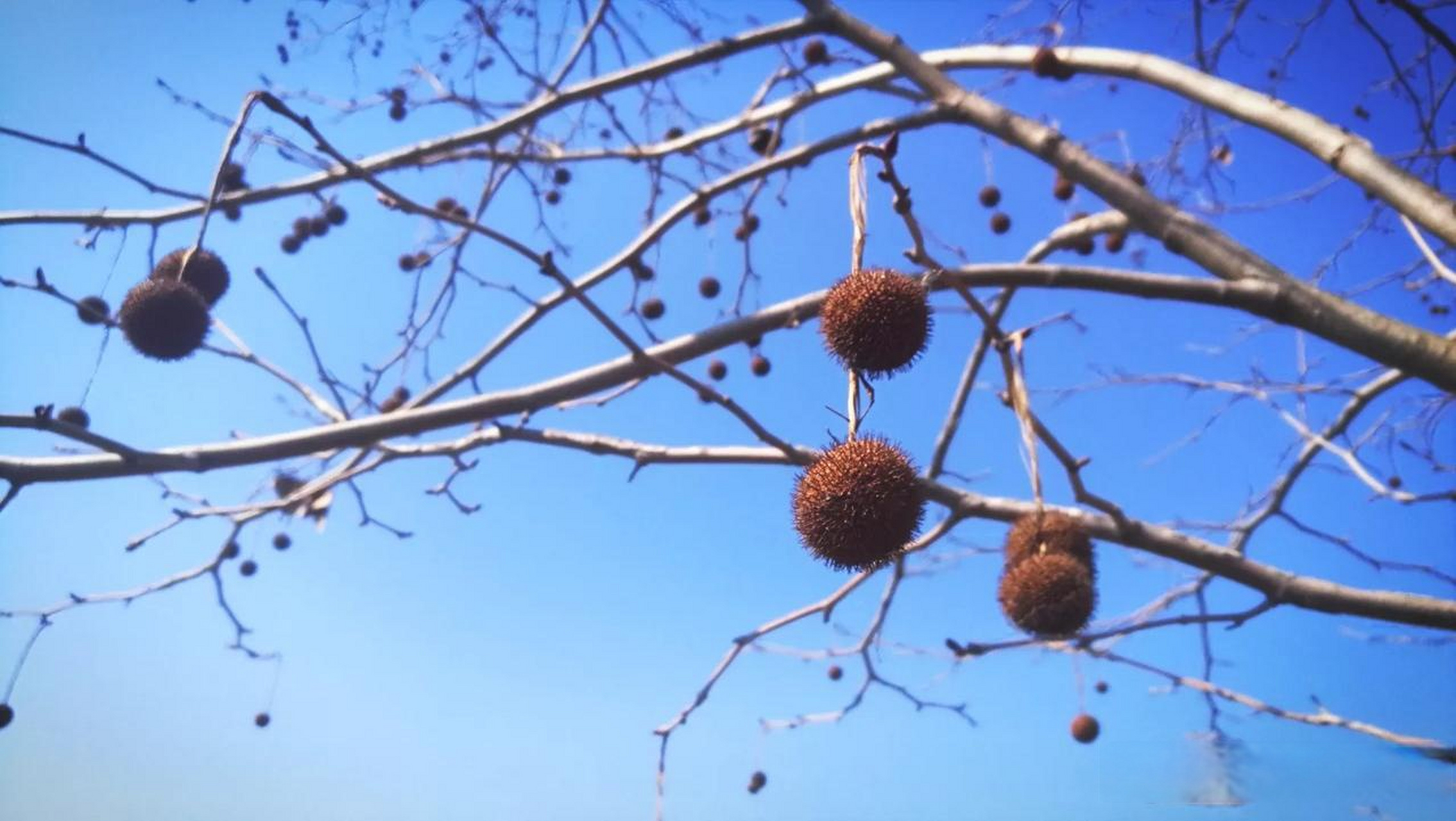 小毛球儿,青桐树的果实. 外观像榴莲,里面是黄色的毛絮.