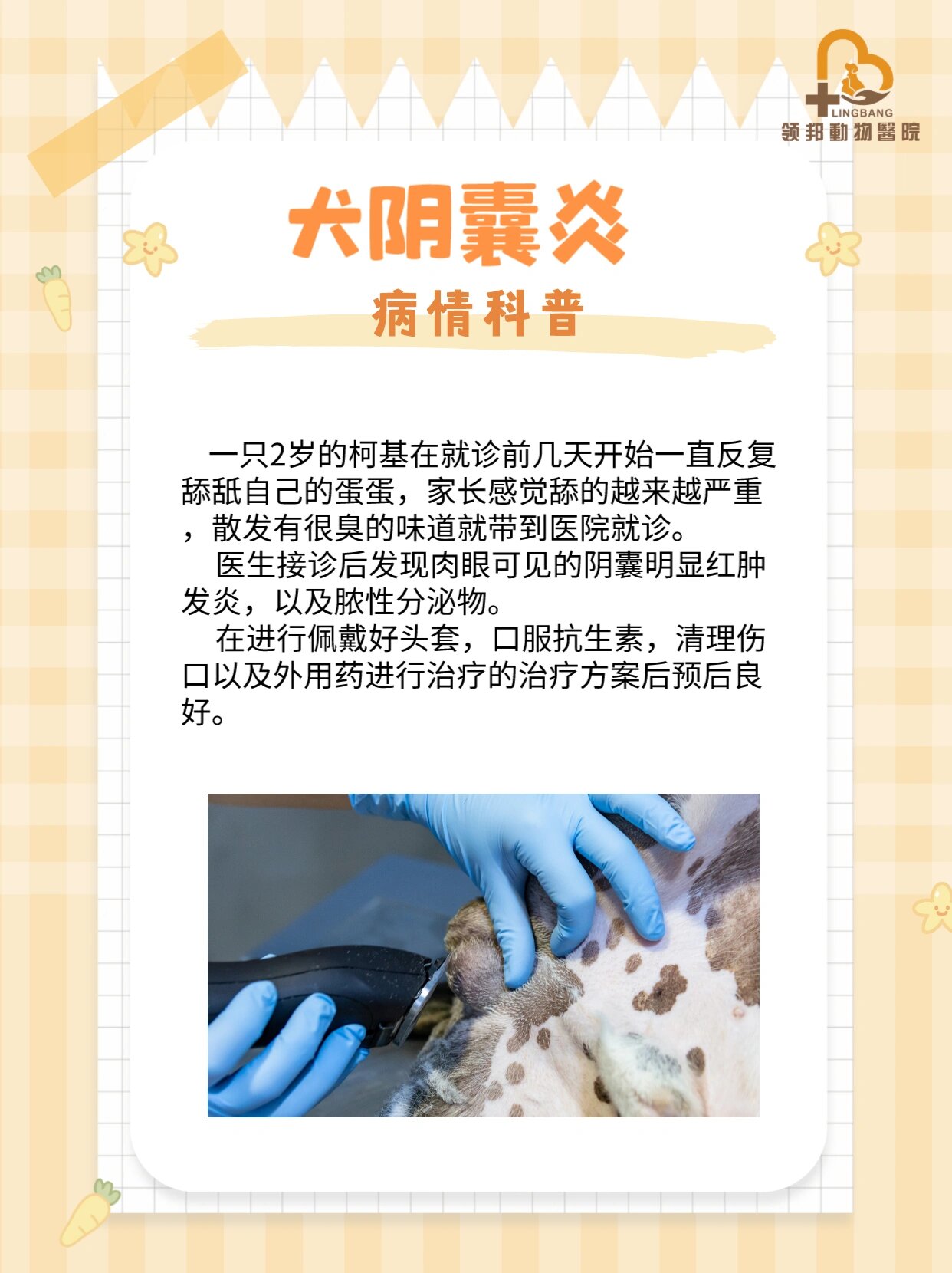 7215夏季也是狗狗阴囊炎的高发季节,在