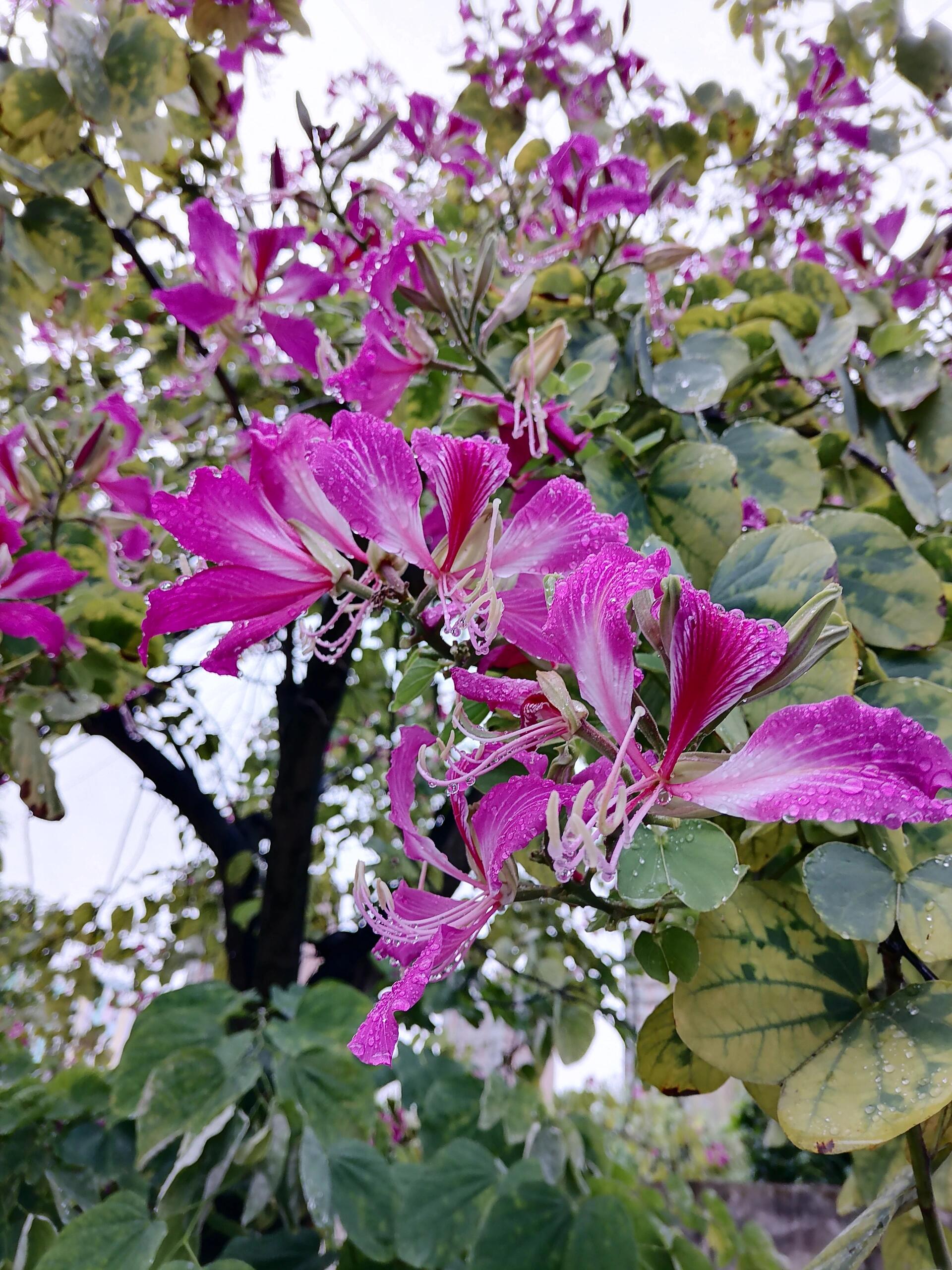 贵港紫荆花图片