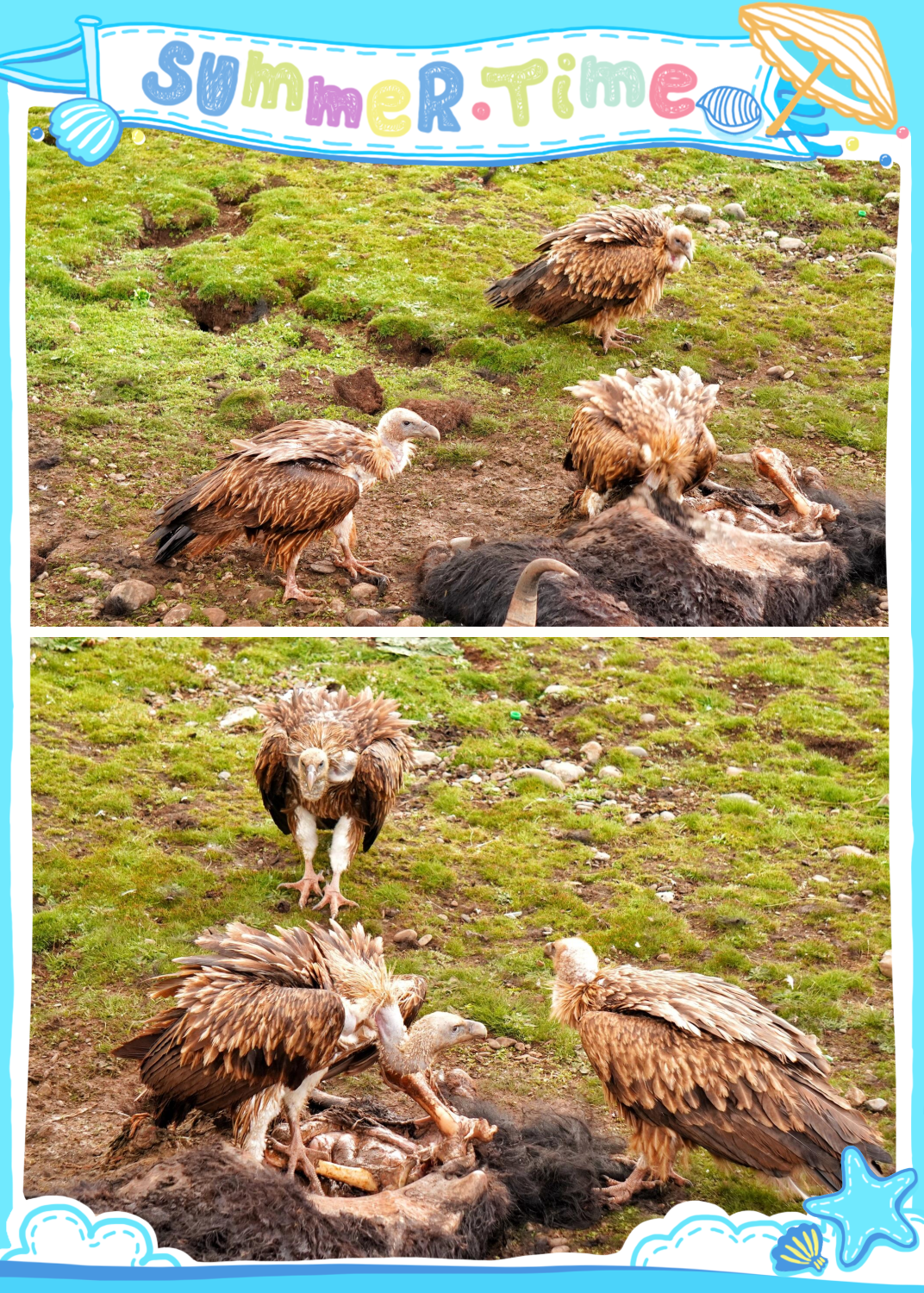 秃鹫——国家一级保护动物 秃鹫是一种大型猛禽,它的主要食物是动物