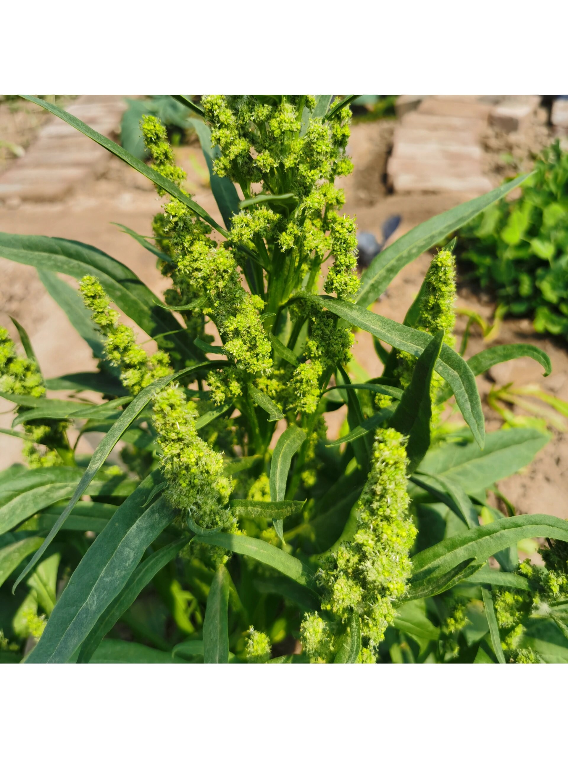 菠菜开花结籽图片