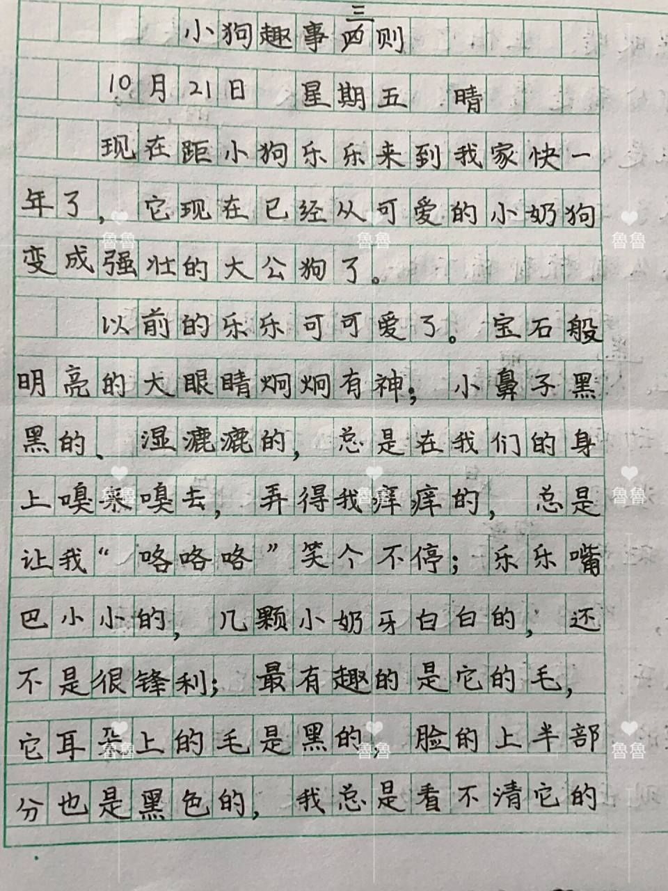 四年级作文——动物观察日记《小狗趣事三则》⑧ 本来要写四则的,写不