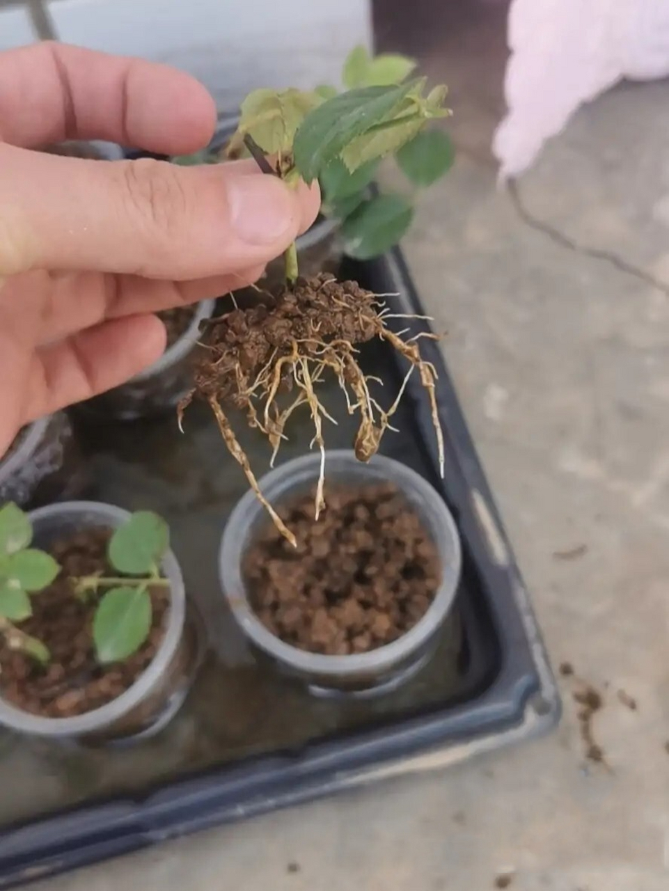 月季扦插(附带详细教程) 上次分别用了蛭石赤玉土.