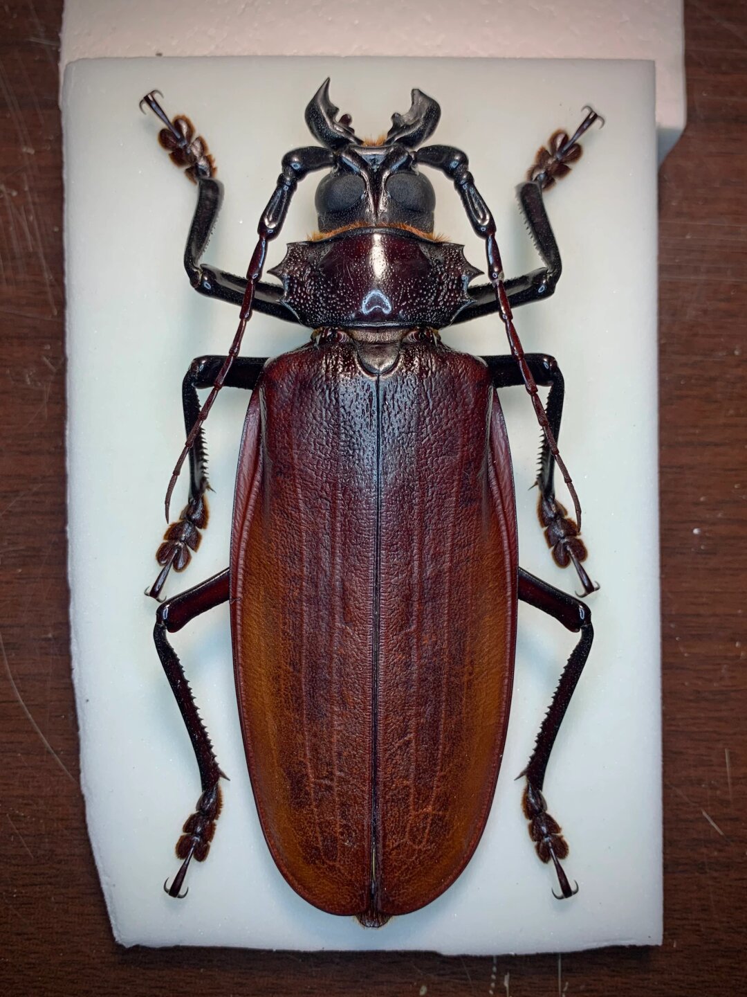 标本分享～泰坦大天牛