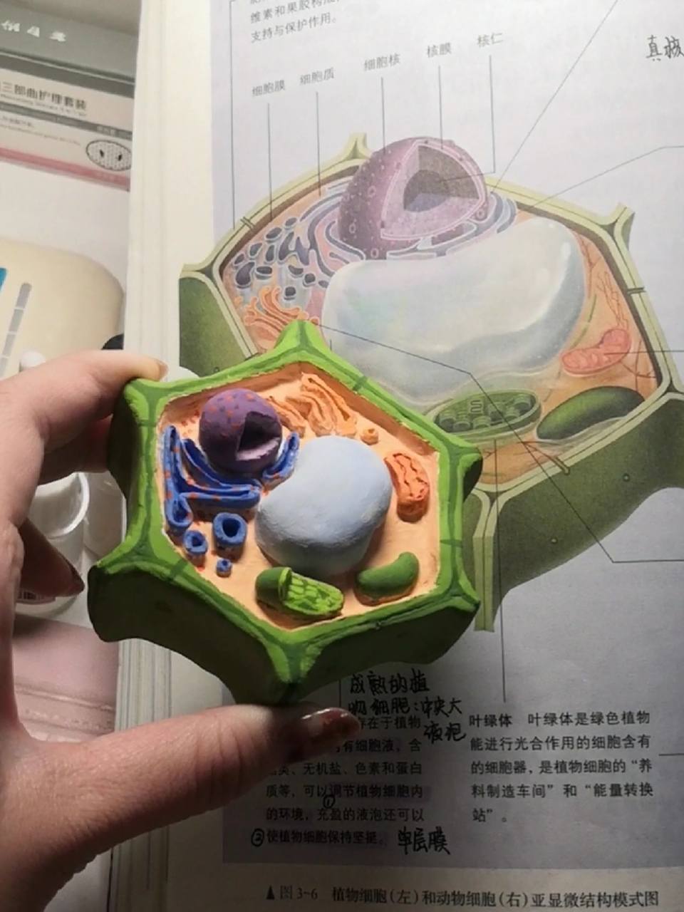 植物细胞模型 植物细胞模型