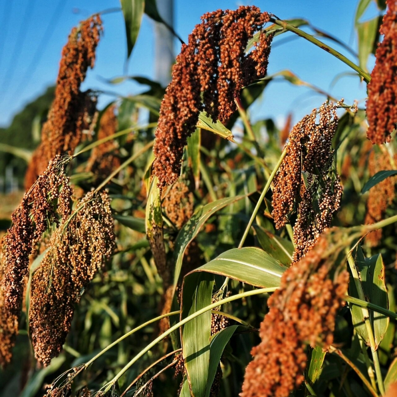 高粱是一种充满生命力的植物97,它那挺拔的身姿和鲜艳的色彩,总能