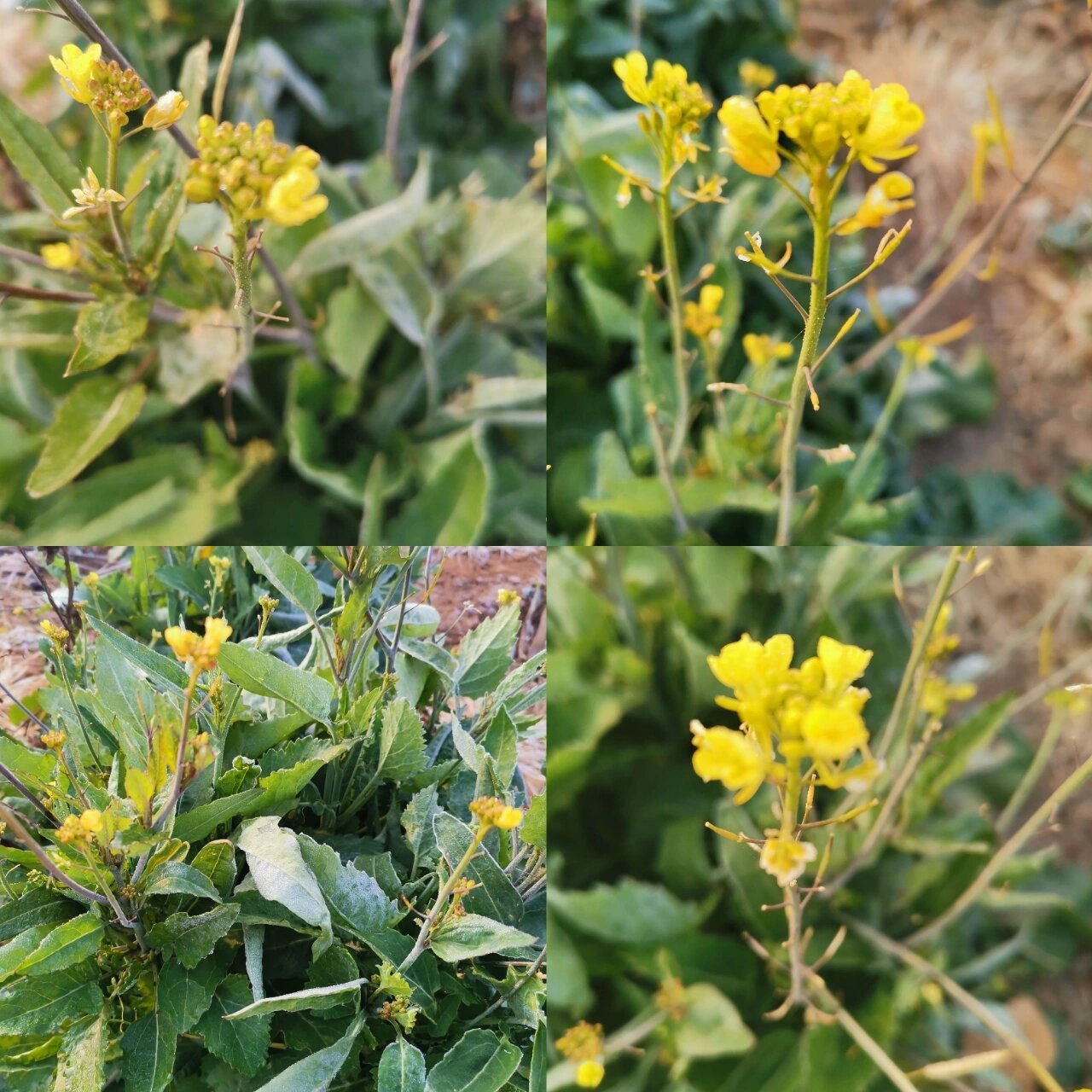 蔊菜  别名:辣米菜,野油菜 性味:味辛,性凉,无毒.