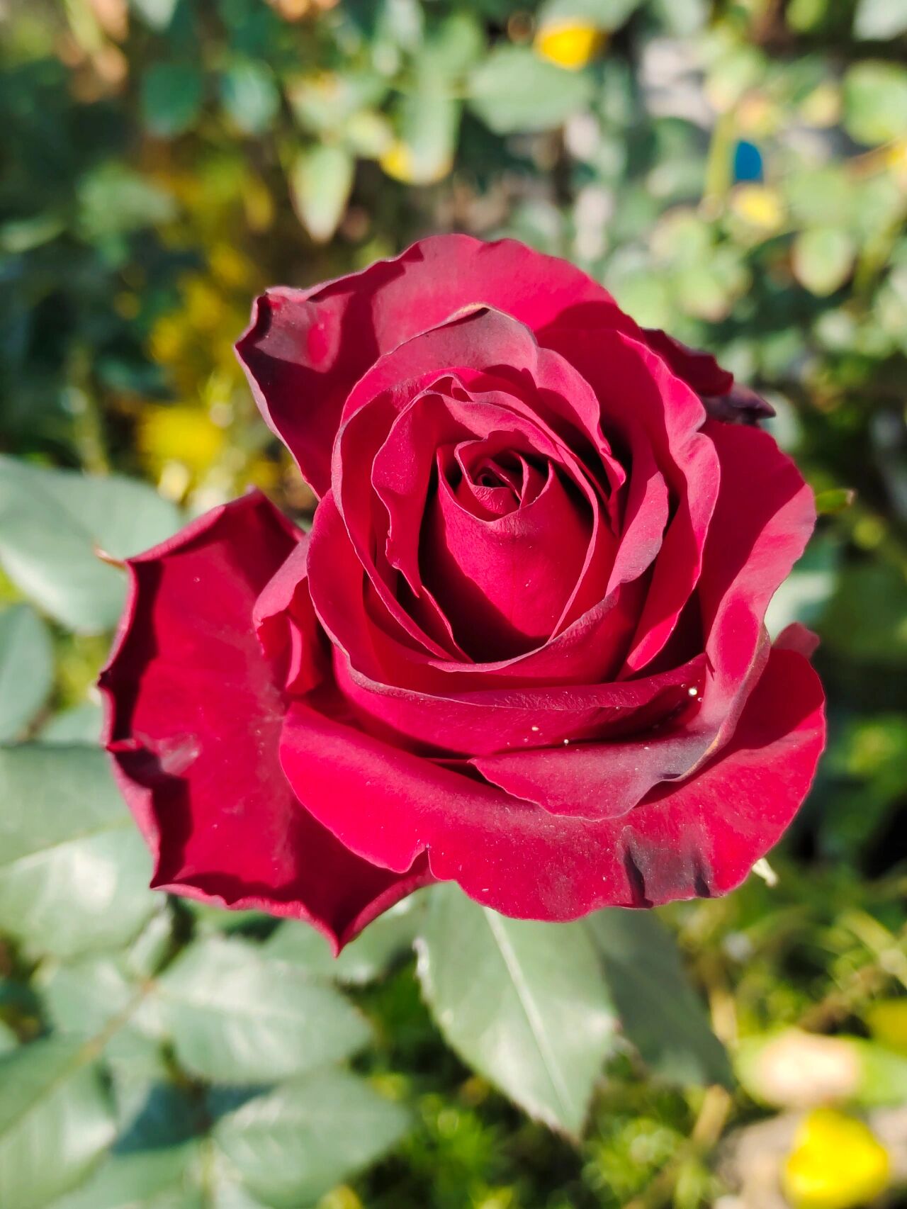 切花月季 角斗士 黑红色大切花品种,花朵非常有质感,手机拍不出实际