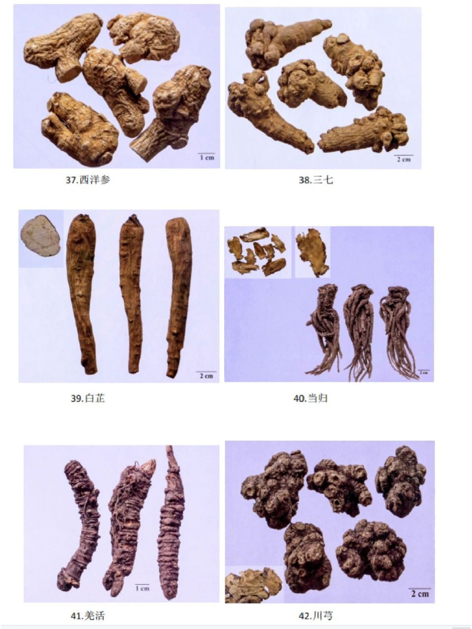 狗脊用于风湿痹痛,腰膝酸软,下肢无力.