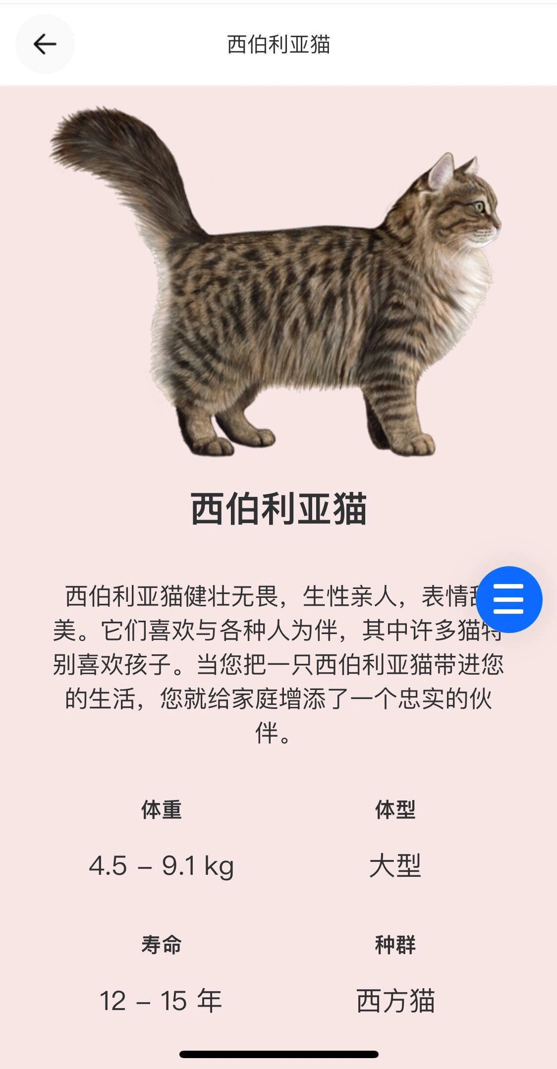 西伯利亚森林猫多长图片