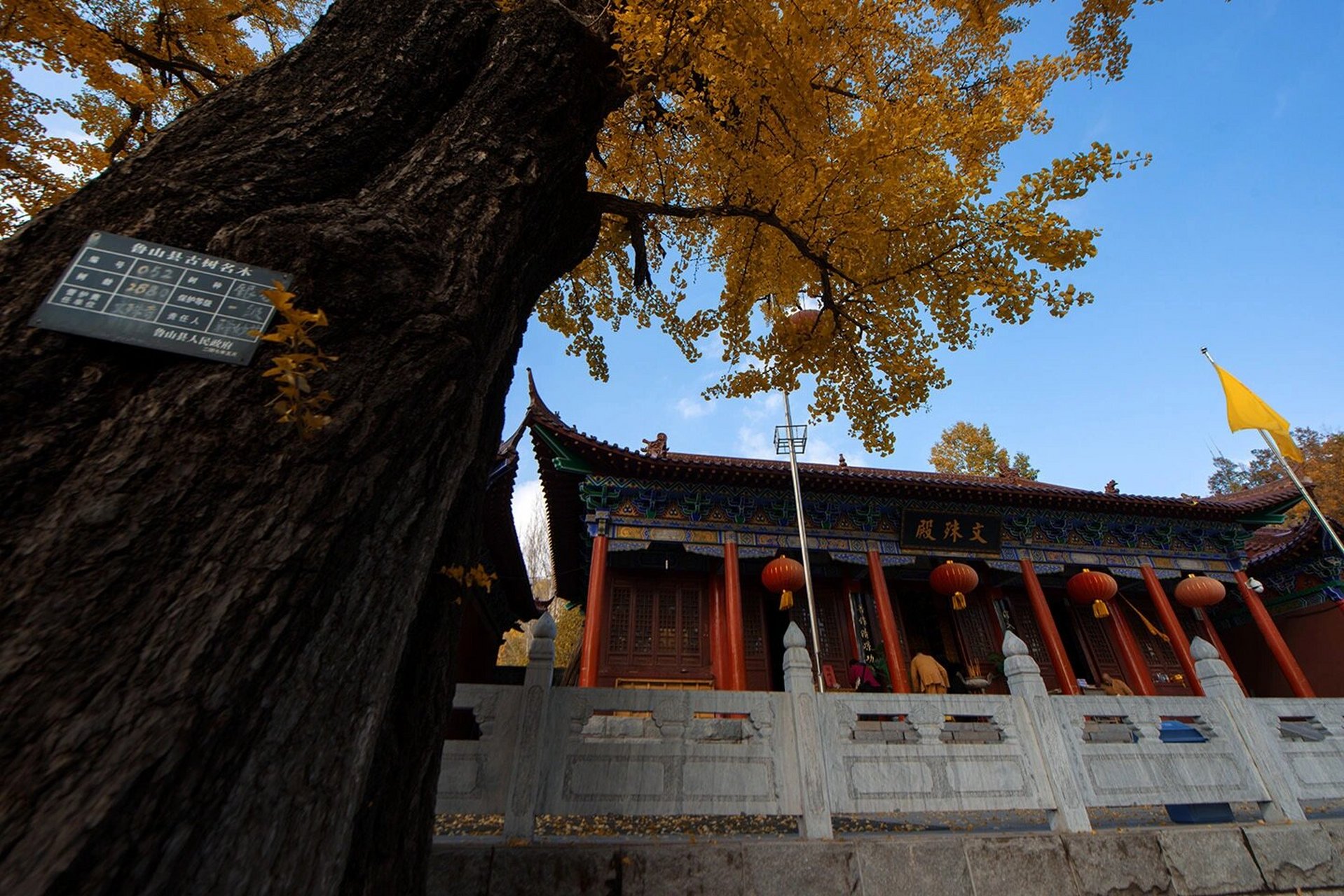 平顶山|金秋里的文殊寺 鲁山四棵树乡文殊寺的银杏即将进入最佳观赏期