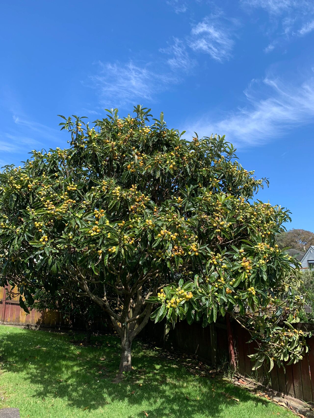 满树的枇杷,枇杷树可以长这么大的!