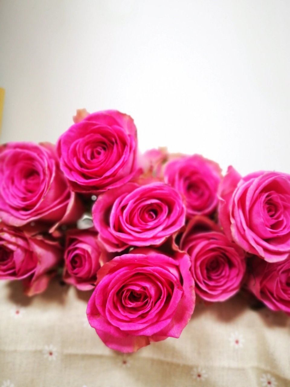 至爱玫瑰 逸禾玫瑰 超大花苞 花头非常大,有点像糖果雪山,花型跟糖果