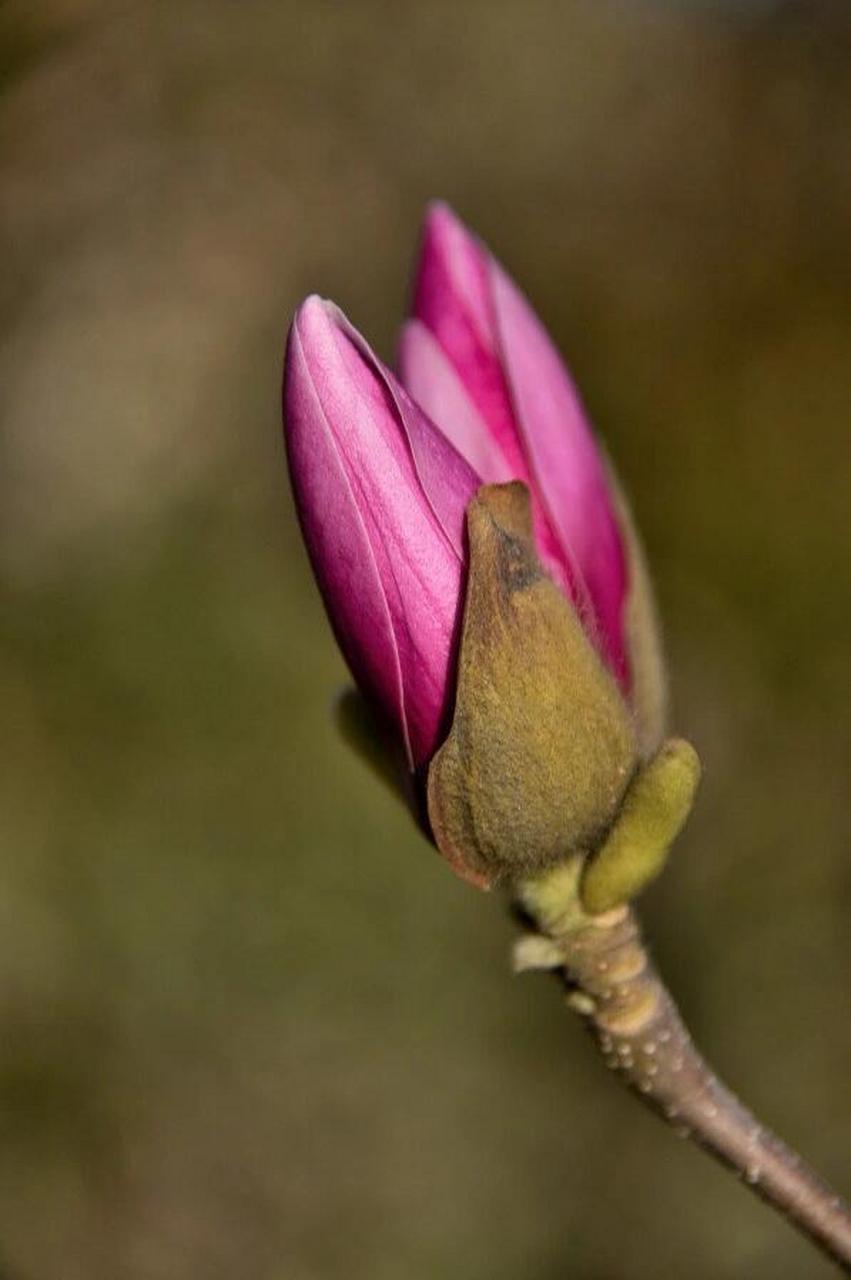 辛夷花的佛心禅骨 辛夷坞 【唐 】王维 木末芙蓉花,山中发红萼.