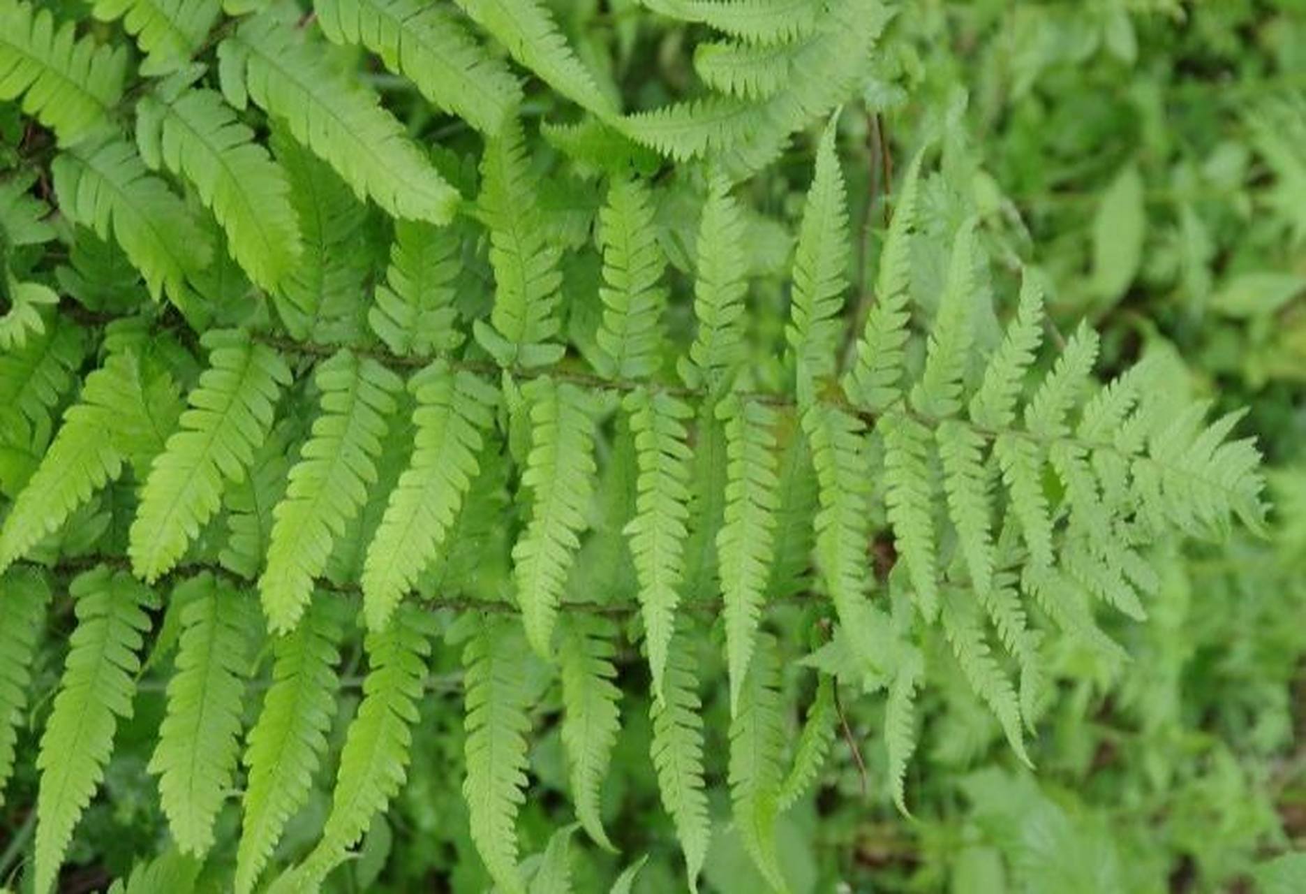 记录认识的中药材 13 | 凤尾草 99药材名: 凤尾草(凤尾蕨科) 99