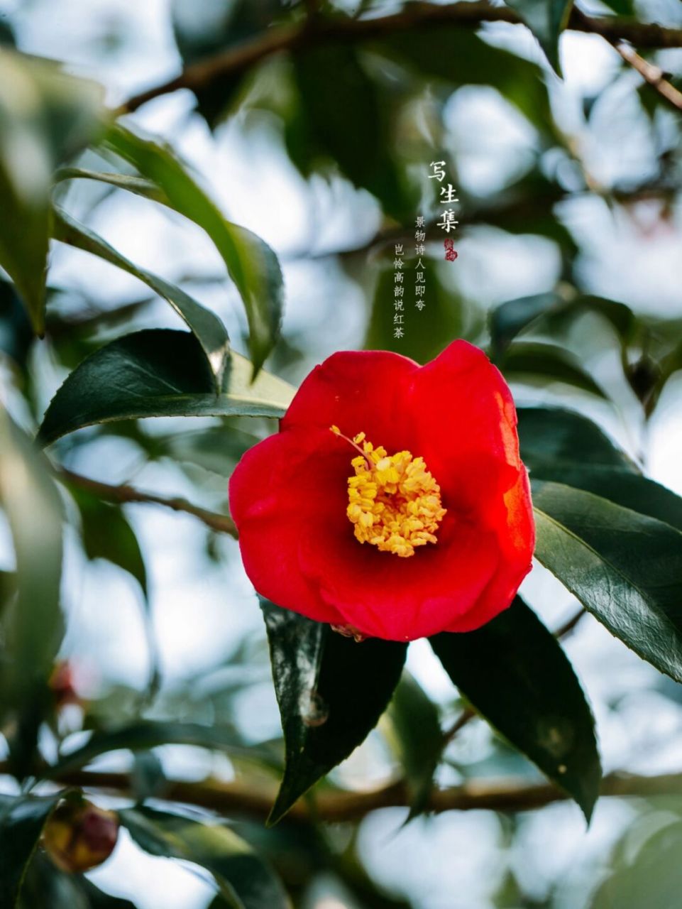 浙江红山茶|三月|春天摄影 景物诗人见即夸, 岂怜高韵说红茶.