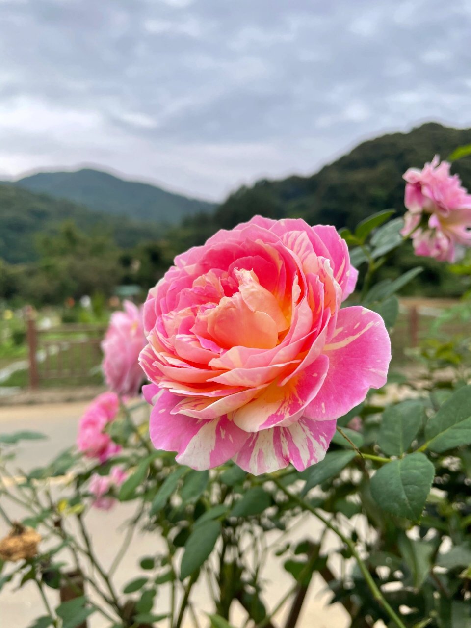 罗浮山酥醪村旅游攻略图片