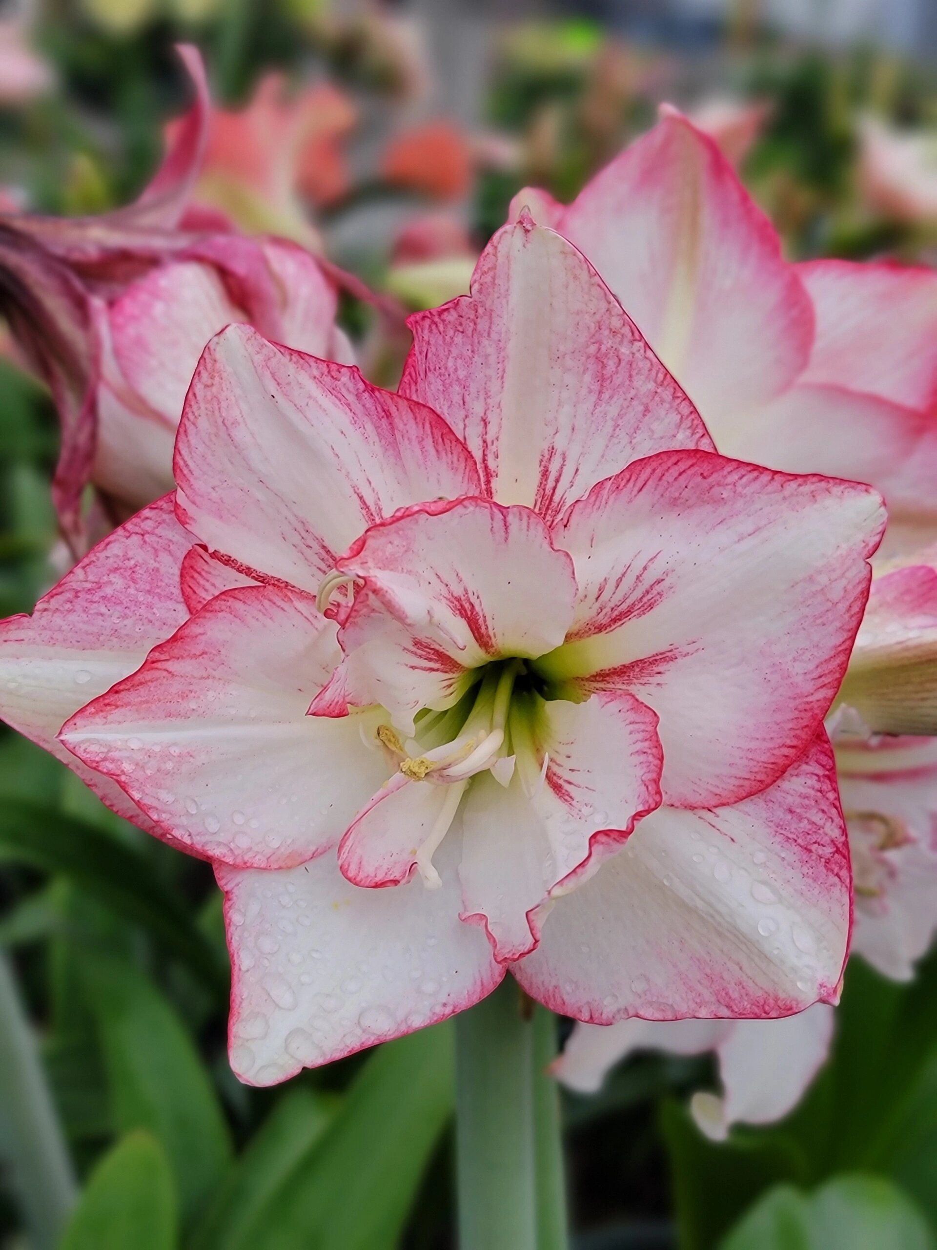 仙女米德朱顶红