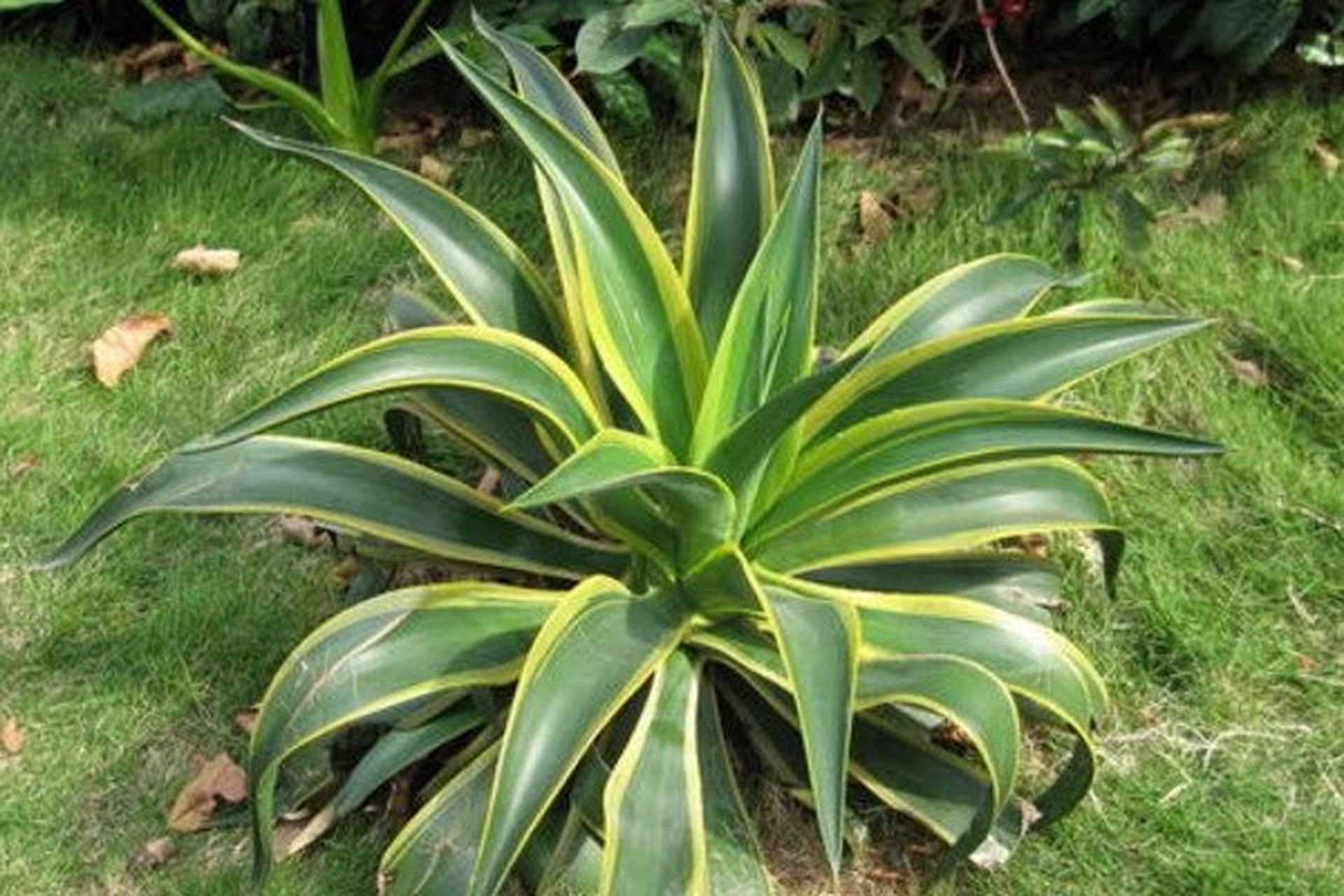 为龙舌兰科植物金边龙舌兰的叶.别名:金边莲,龙舌兰,金边假菠萝.