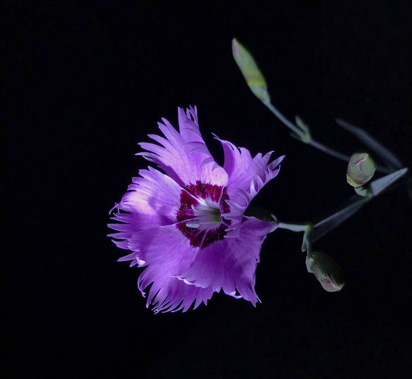 每日一花 50 | 石竹 dianthuschinensis 石竹,石竹科石竹属多年生草本