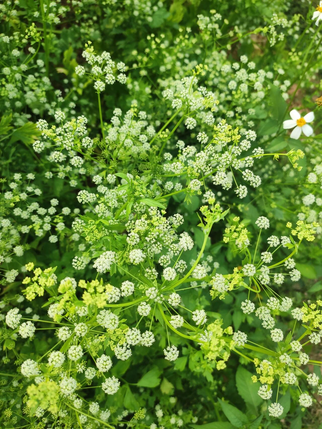 芹菜花 春天末尾的味道