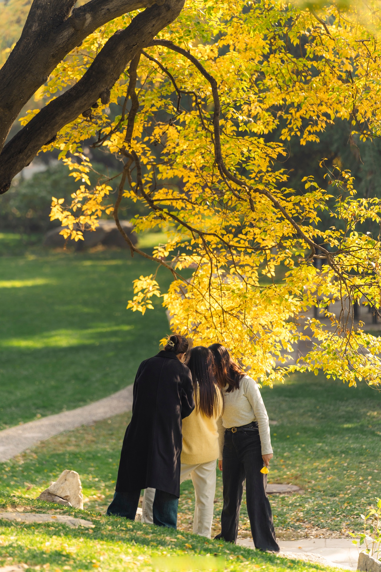 叮咚!秋日的清华园已经换上金灿灿的新皮肤