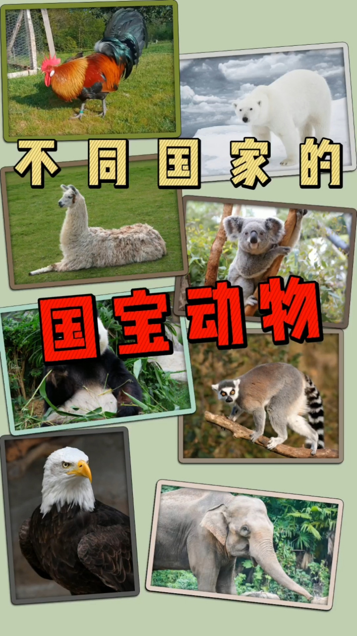 不同国家的国宝动物