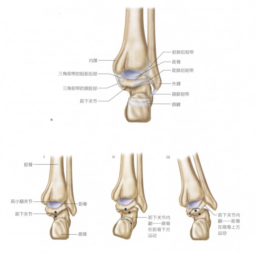 足部解剖