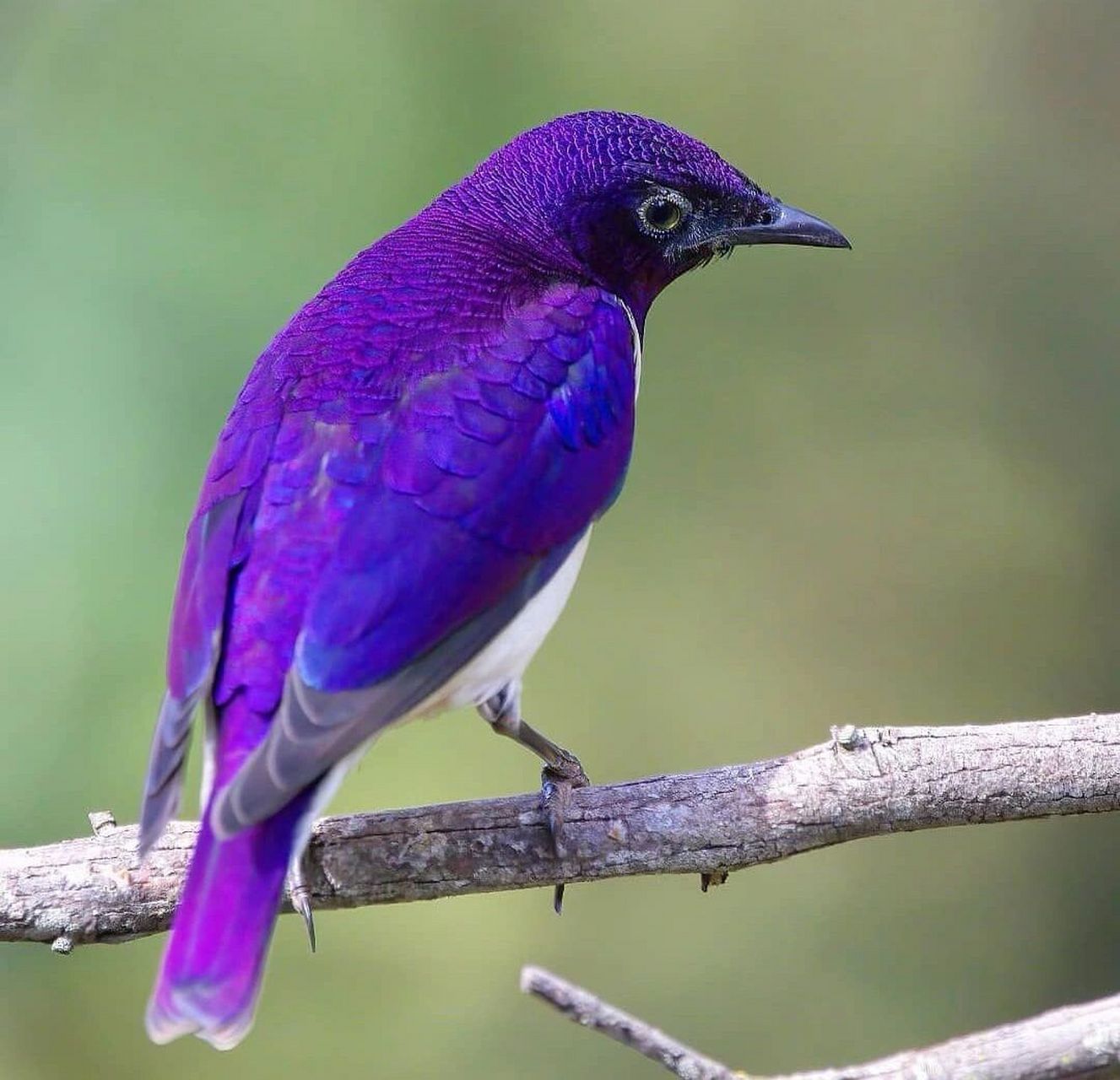 紫背椋鸟 #鸟类# #保护动物# #观鸟