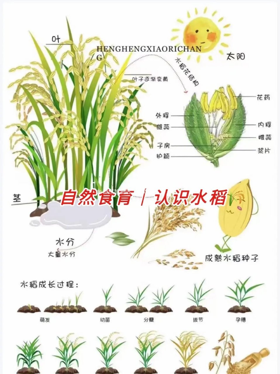 认识水稻|自然食育 自然食育|认识水稻​水稻和小麦的区别