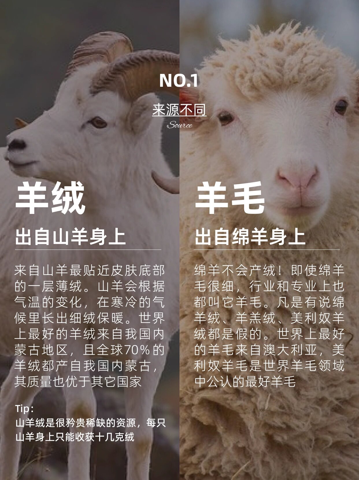 面料科普|羊绒vs羊毛的八大区别(一篇看懂)